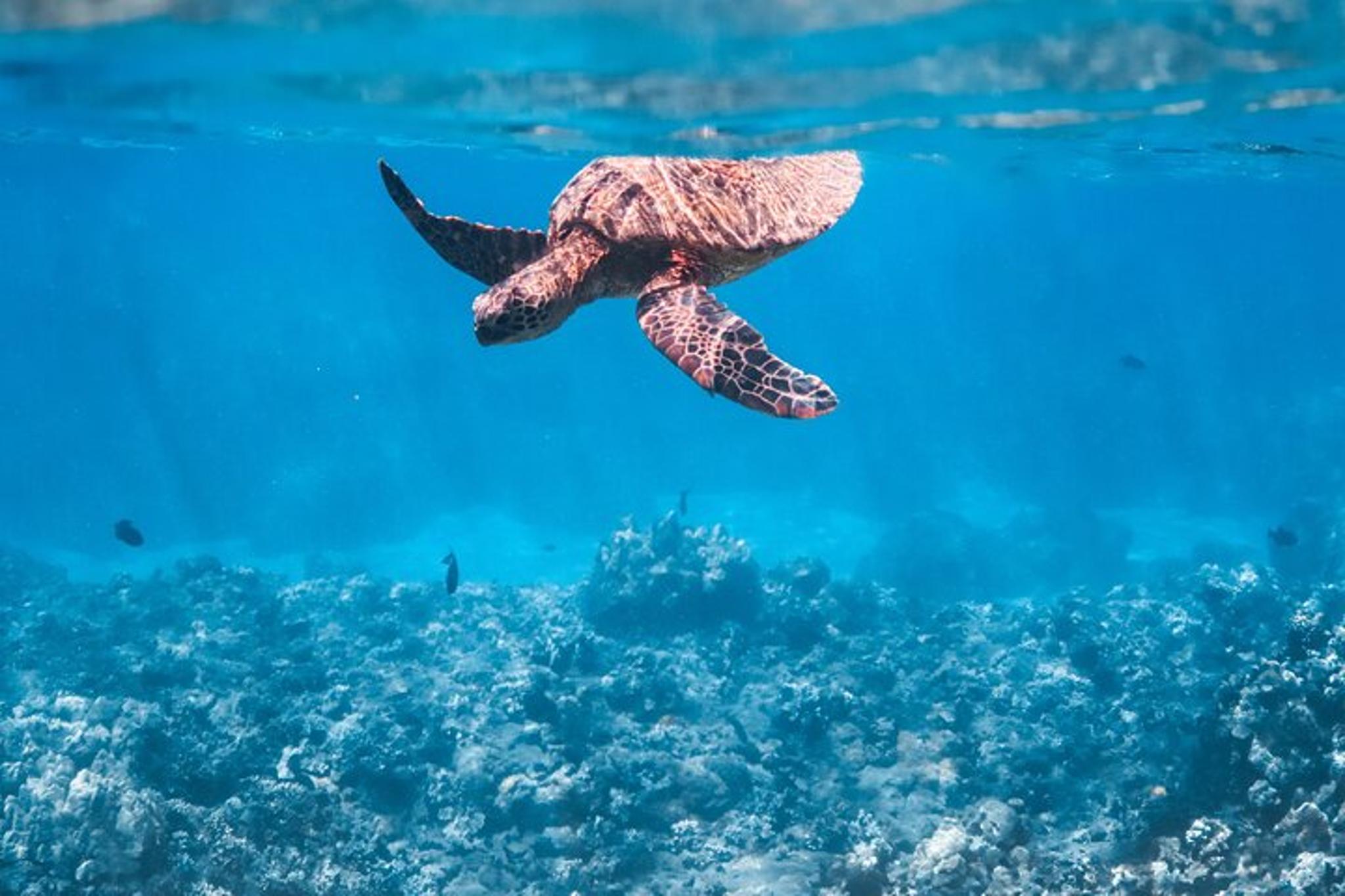 Ka'anapali Beach Snorkel Adventure - Image 2