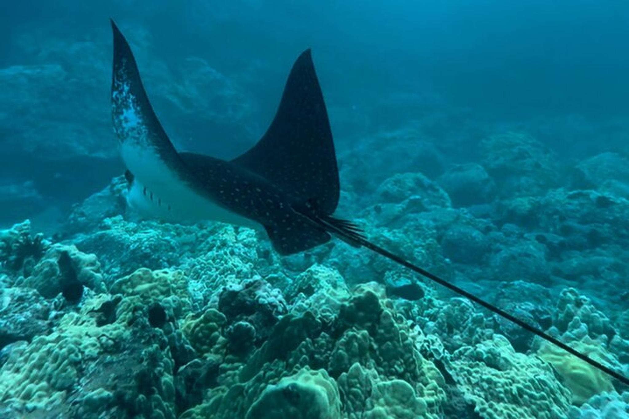 Maui Snorkeling Tour with Photos 2.5 hr - Image 6