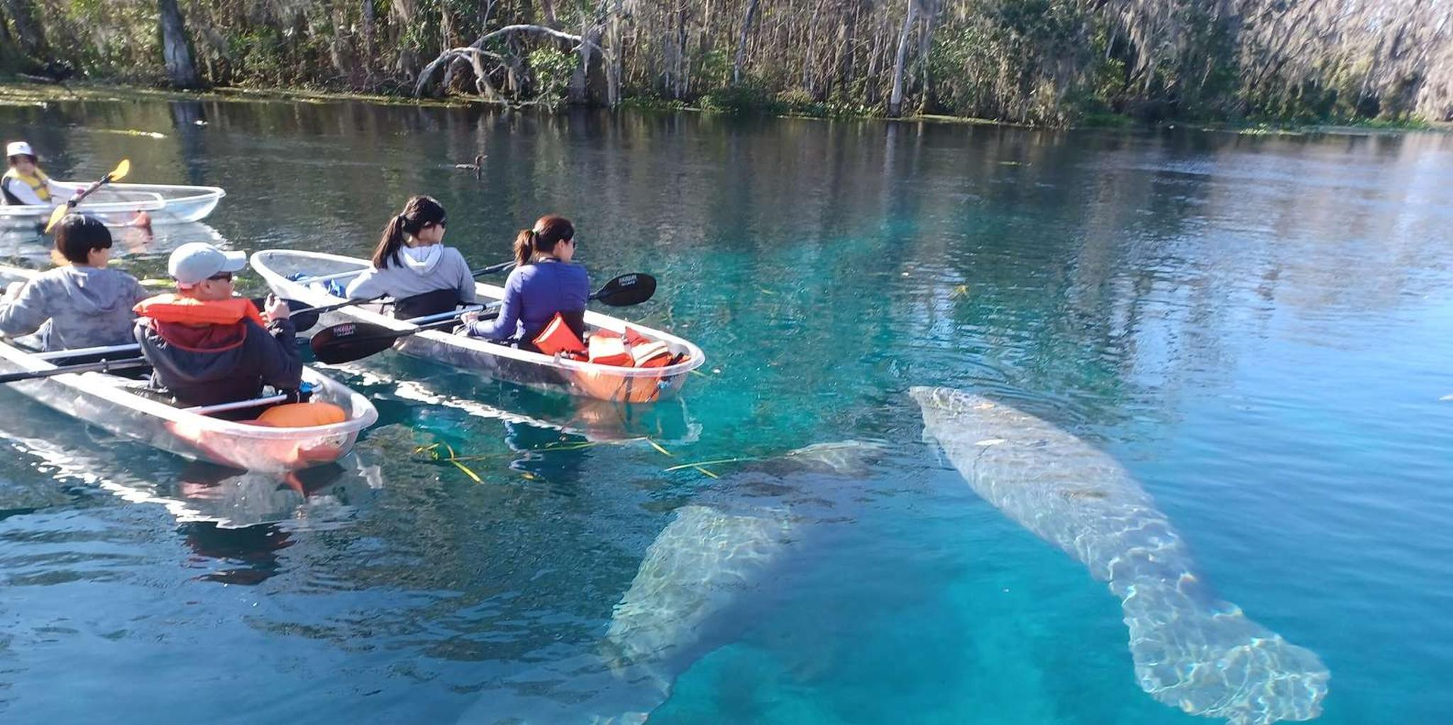 Silver Springs Manatees and Monkeys Kayak Tour - Image 4