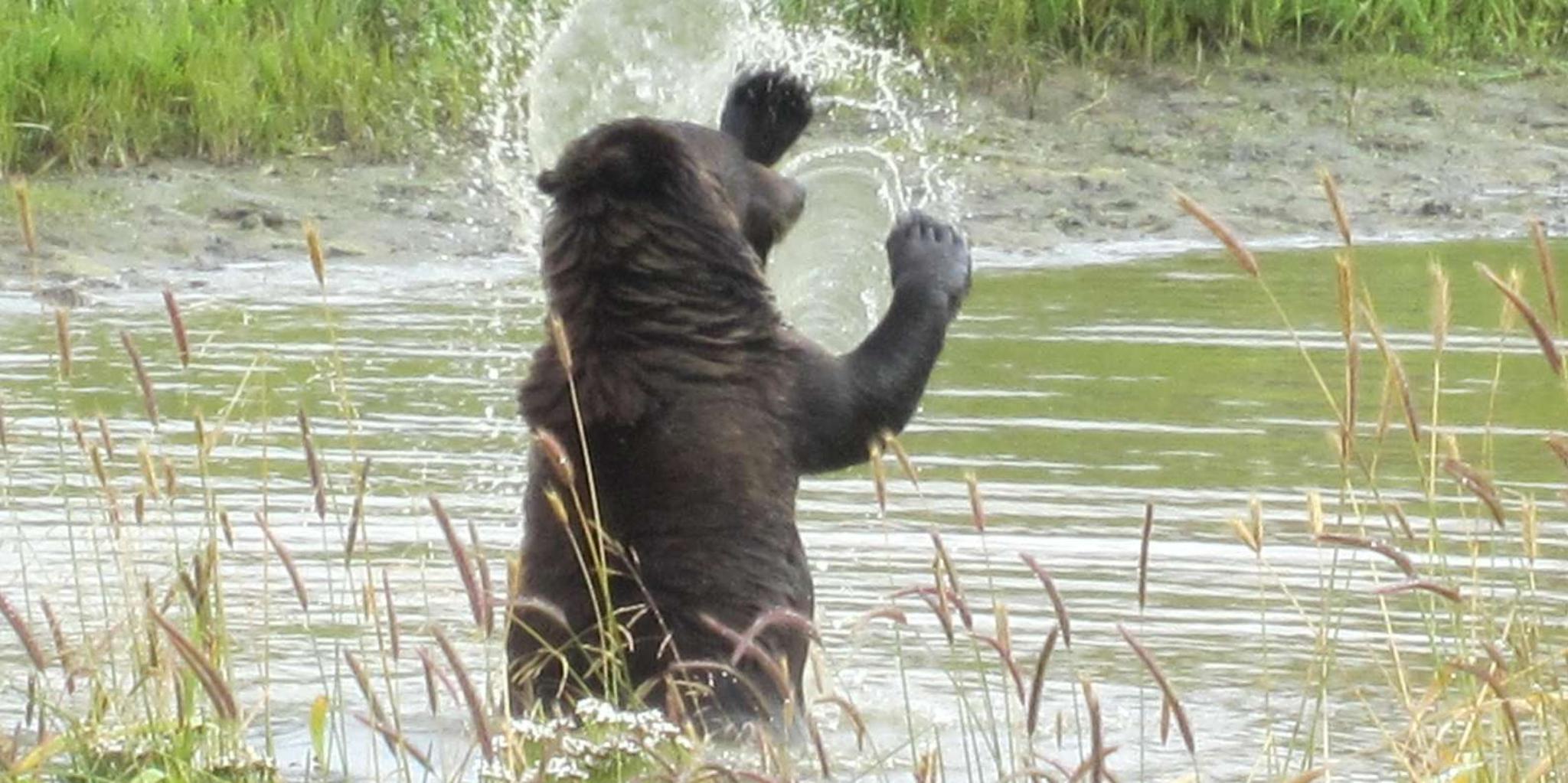 Anchorage Alaska Wildlife and Turnagain Arm Tour - Image 5