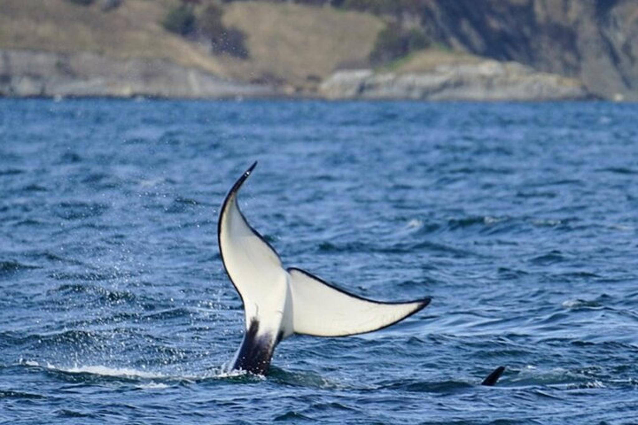 Orcas Island Orca Whale Tour - Image 5