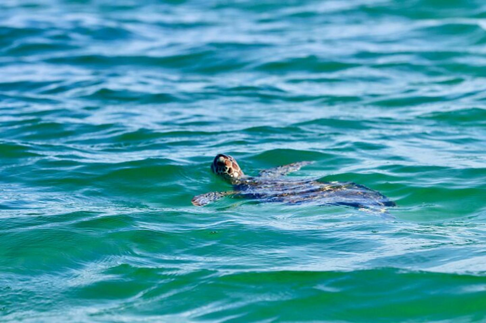 Panama City Beach Dolphin Tour - Image 3