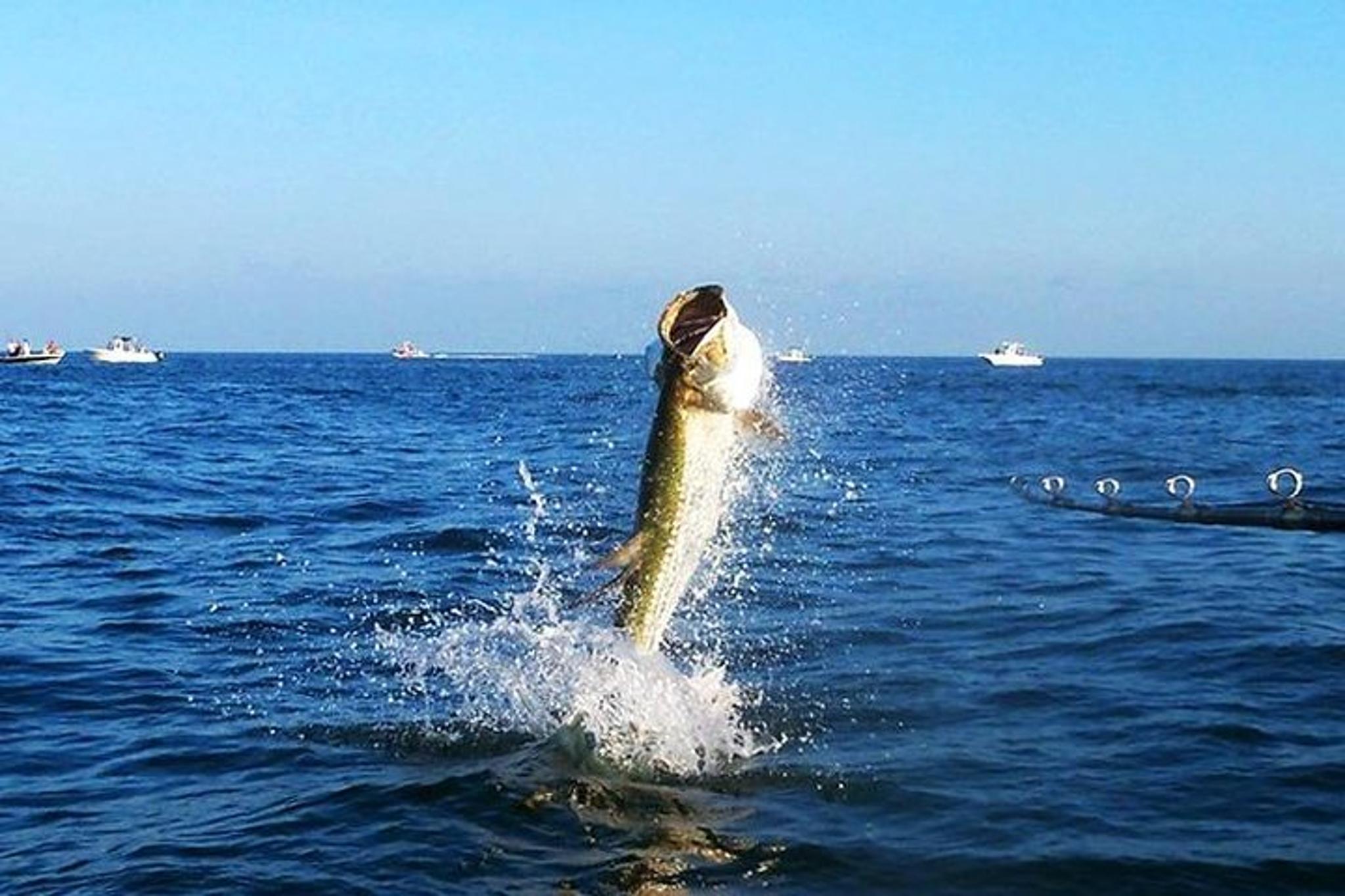 Tampa Inshore Fishing Charter - Image 4