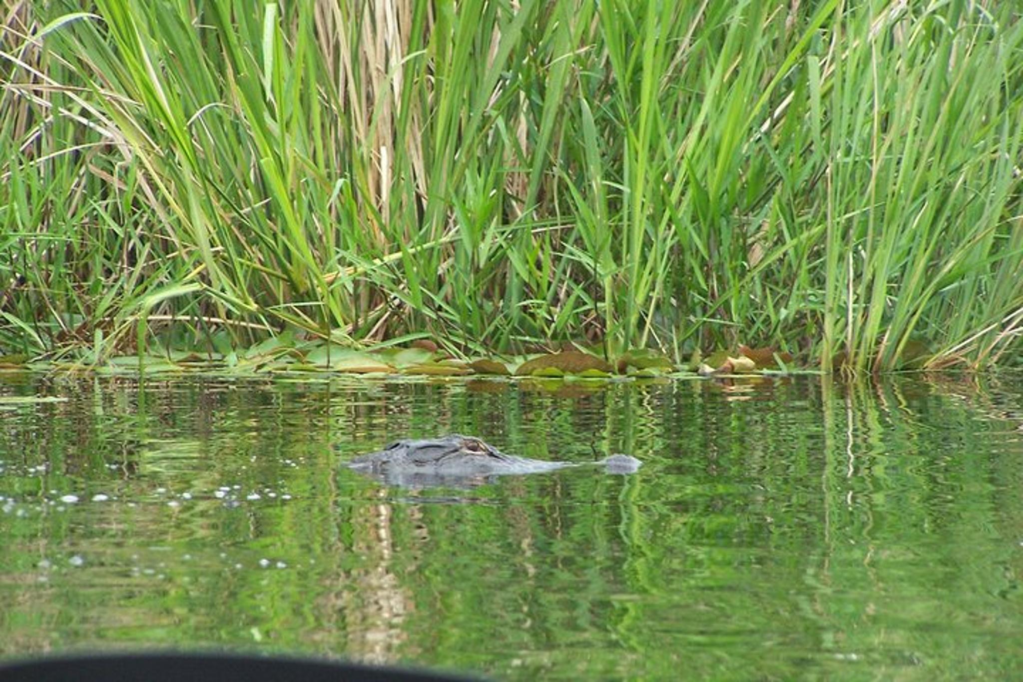 Alligator River Kayak Adventure - Image 4
