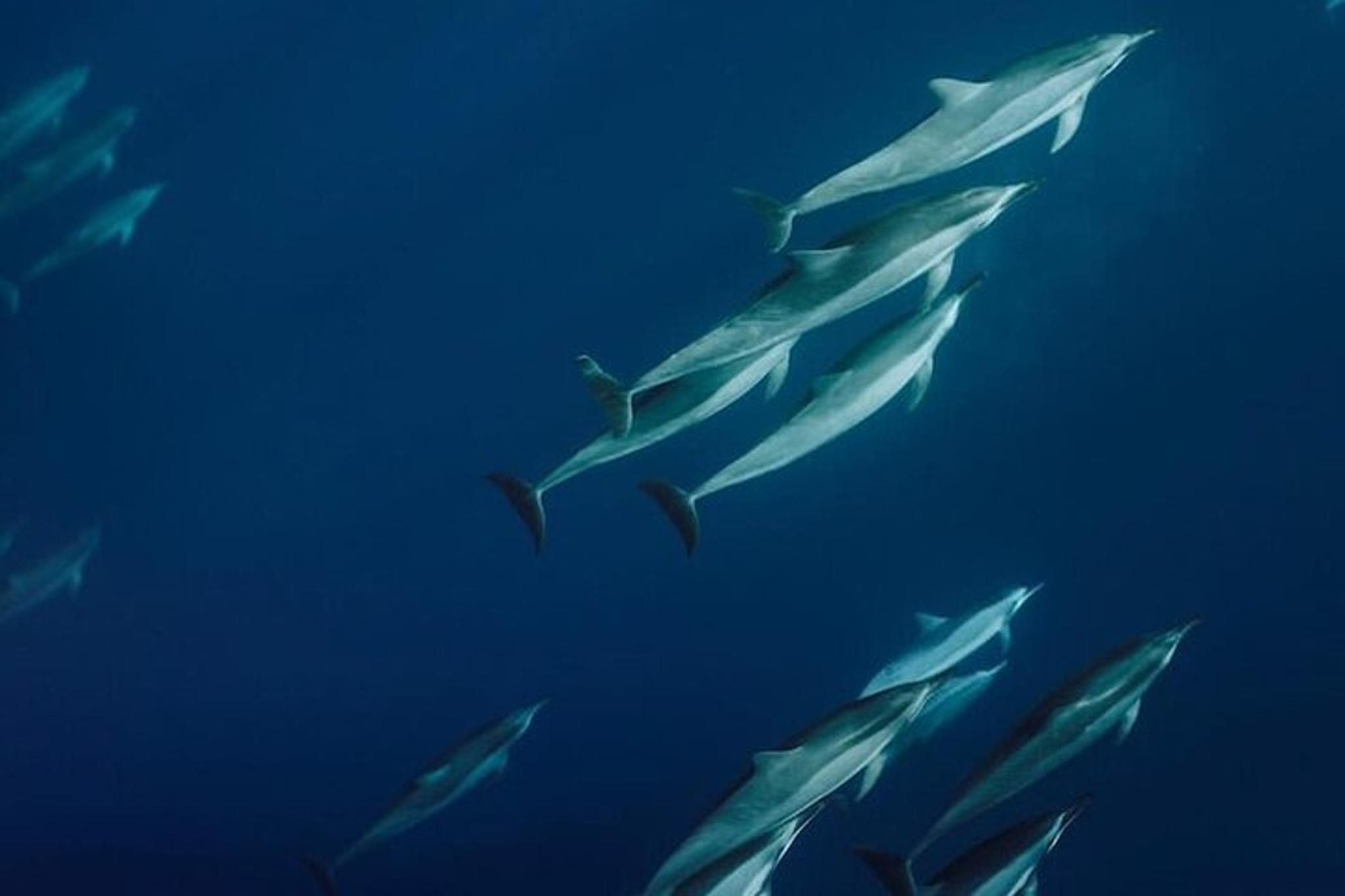Kaanapali Whale Watching and Dolphin Search Private Charter - Image 4