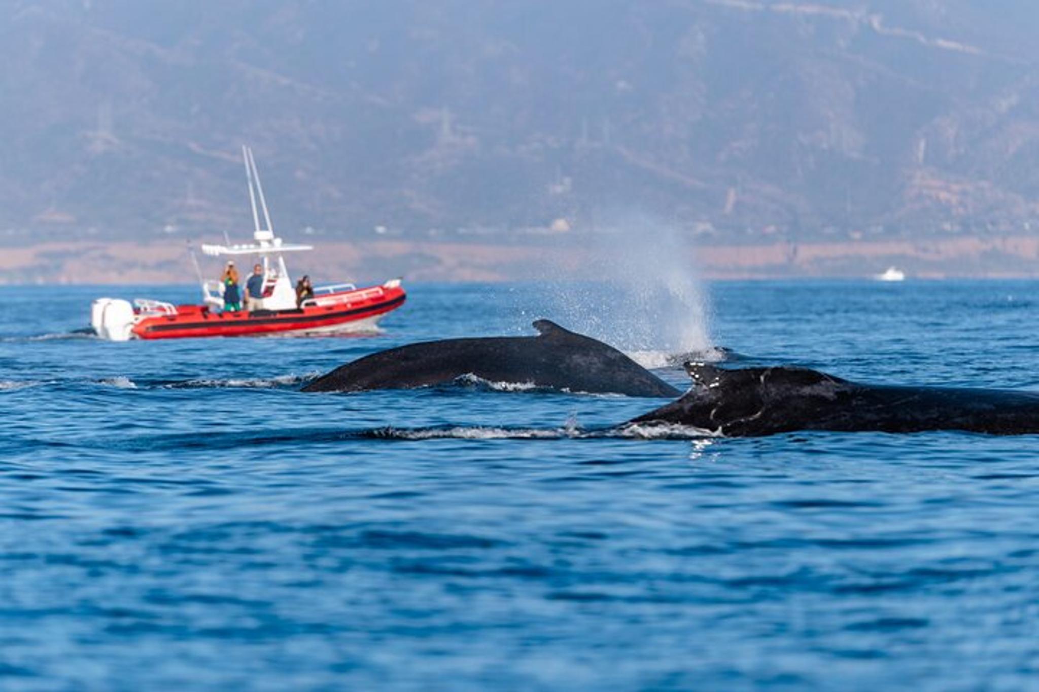 Oceanside Whale Watching Tour 150 Min