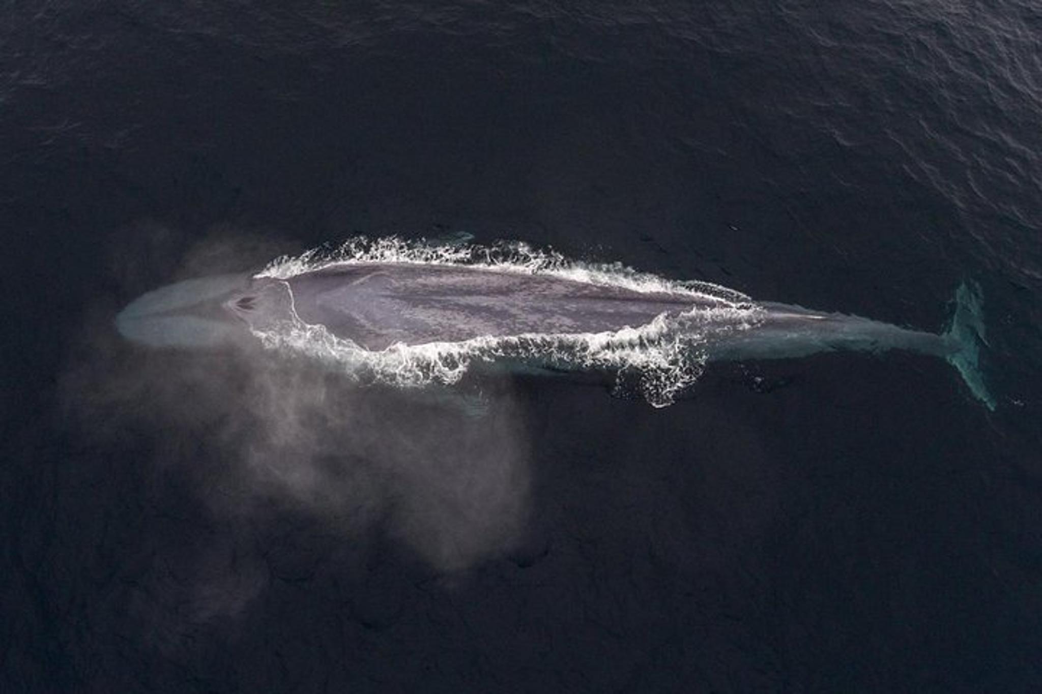 Monterey Whale Watching Tour - Image 2
