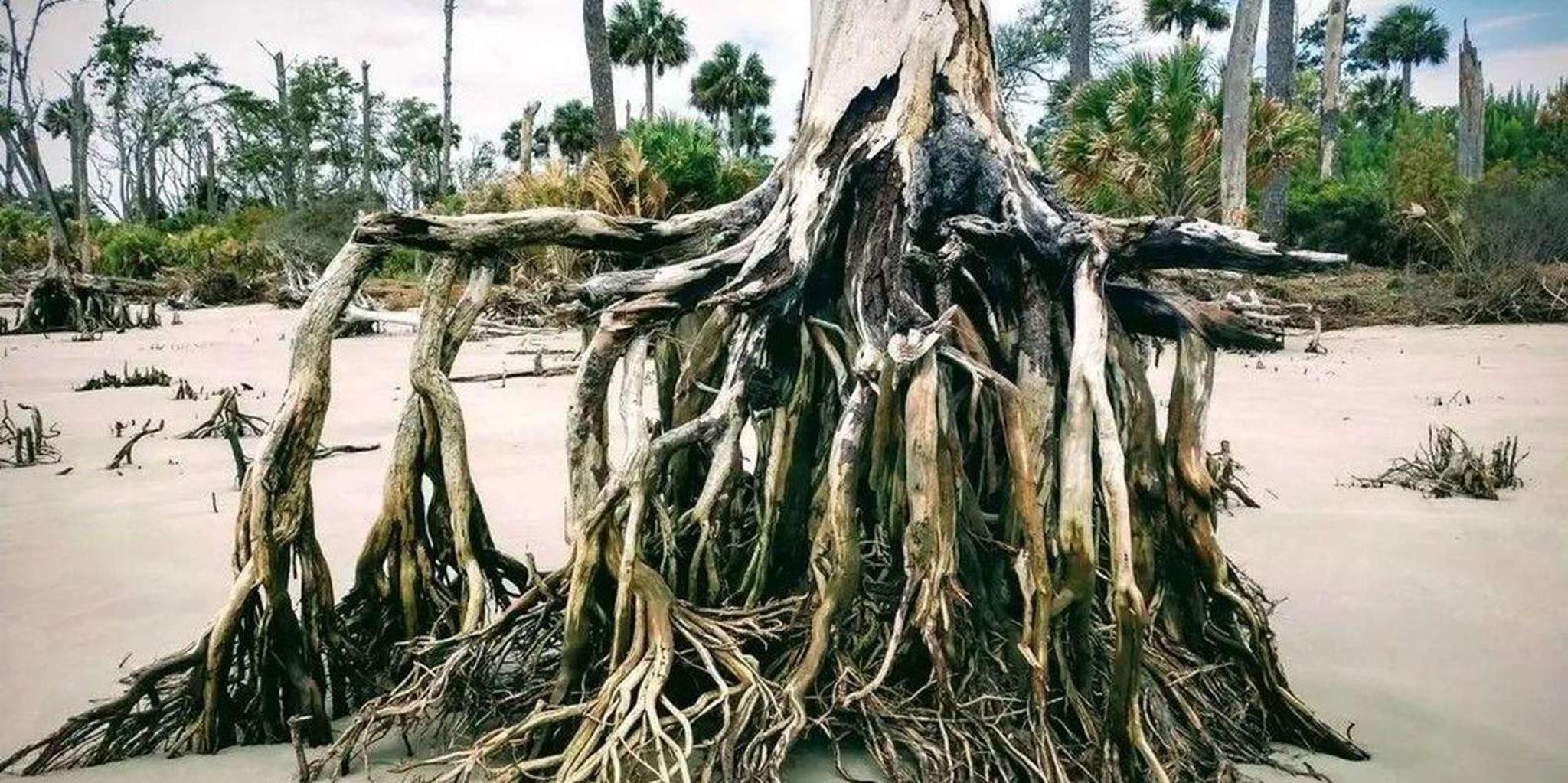 Hilton Head Island Daufuskie Island Beachcombing Tour 3 hr - Image 2