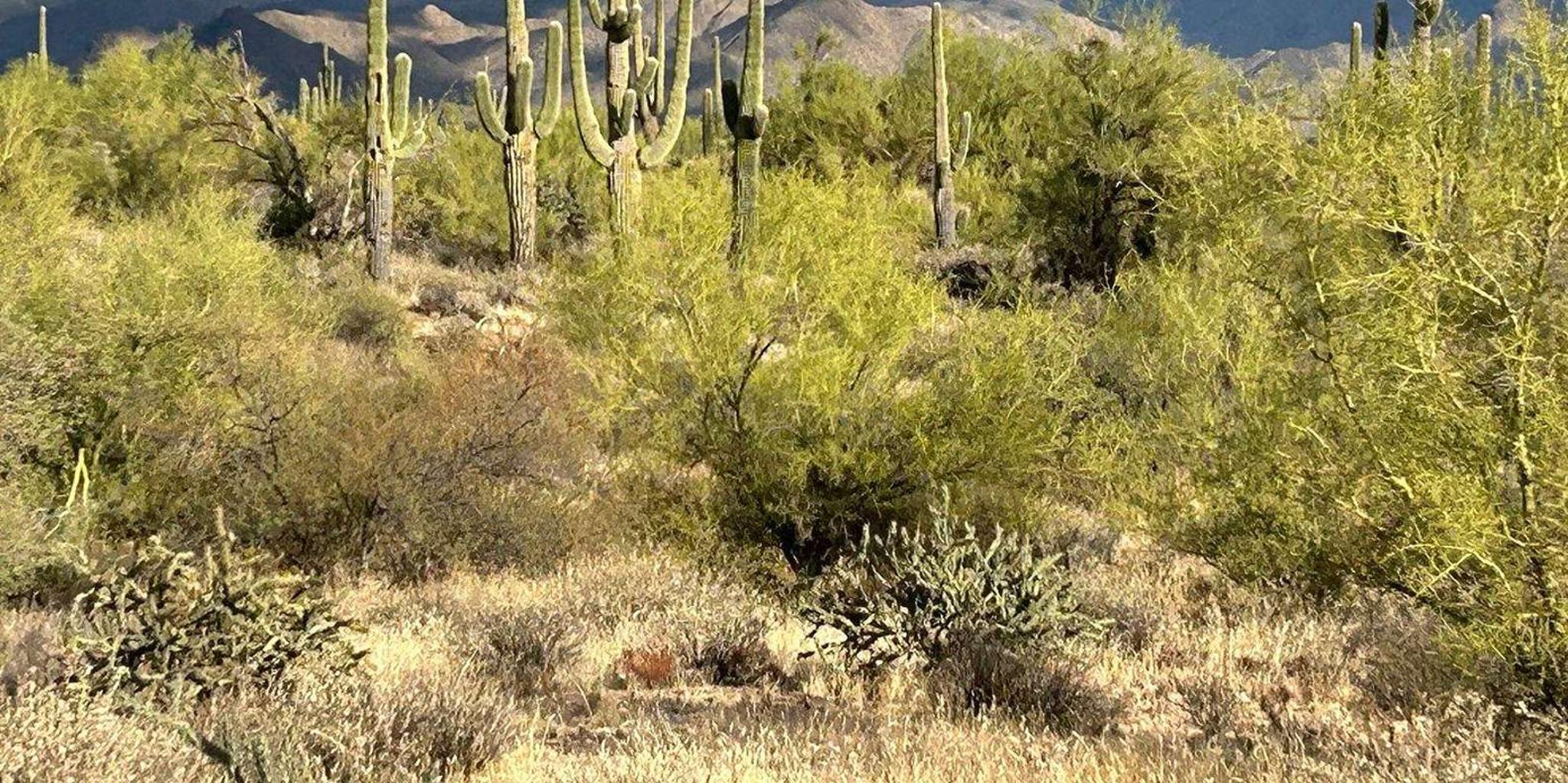Arizona Jeep Tour on the Great Western Trail - Image 5