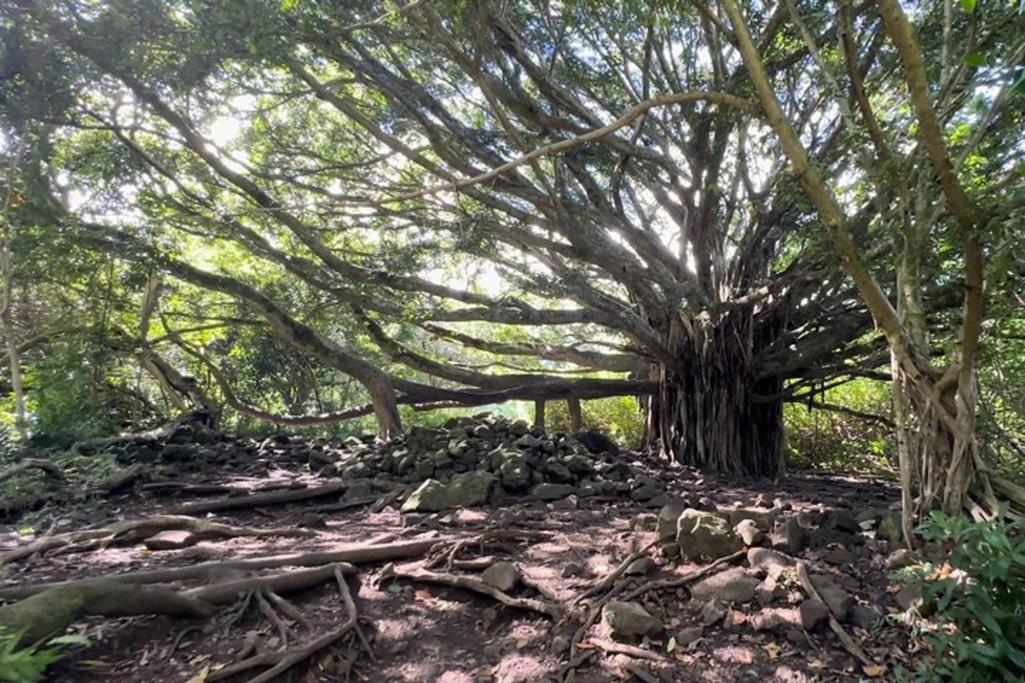 Maui Pipiwai Trail Open-Air Jeep Tour - Image 3