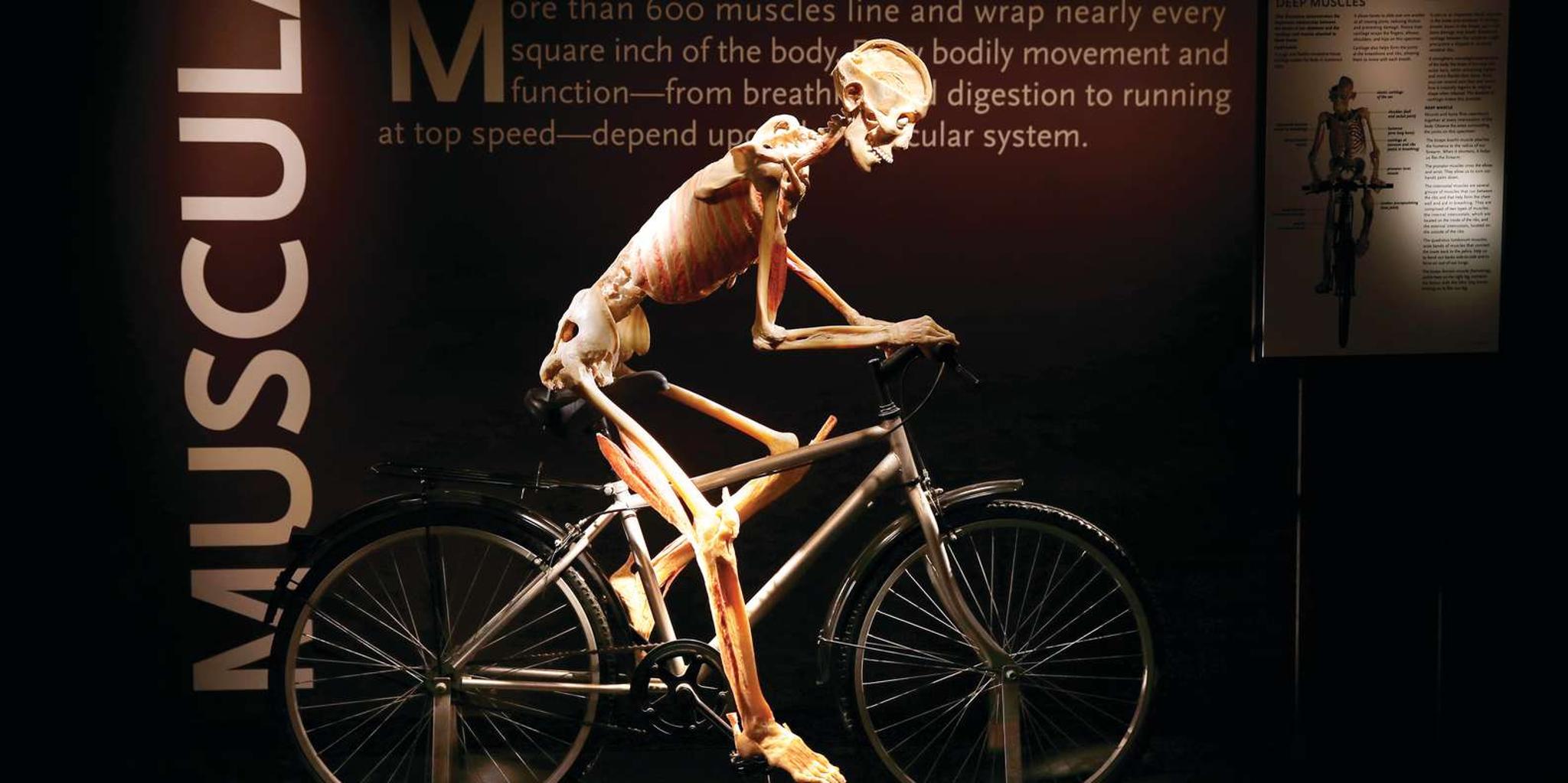 Las Vegas Bodies Exhibition at the Luxor 1 hr - Image 5