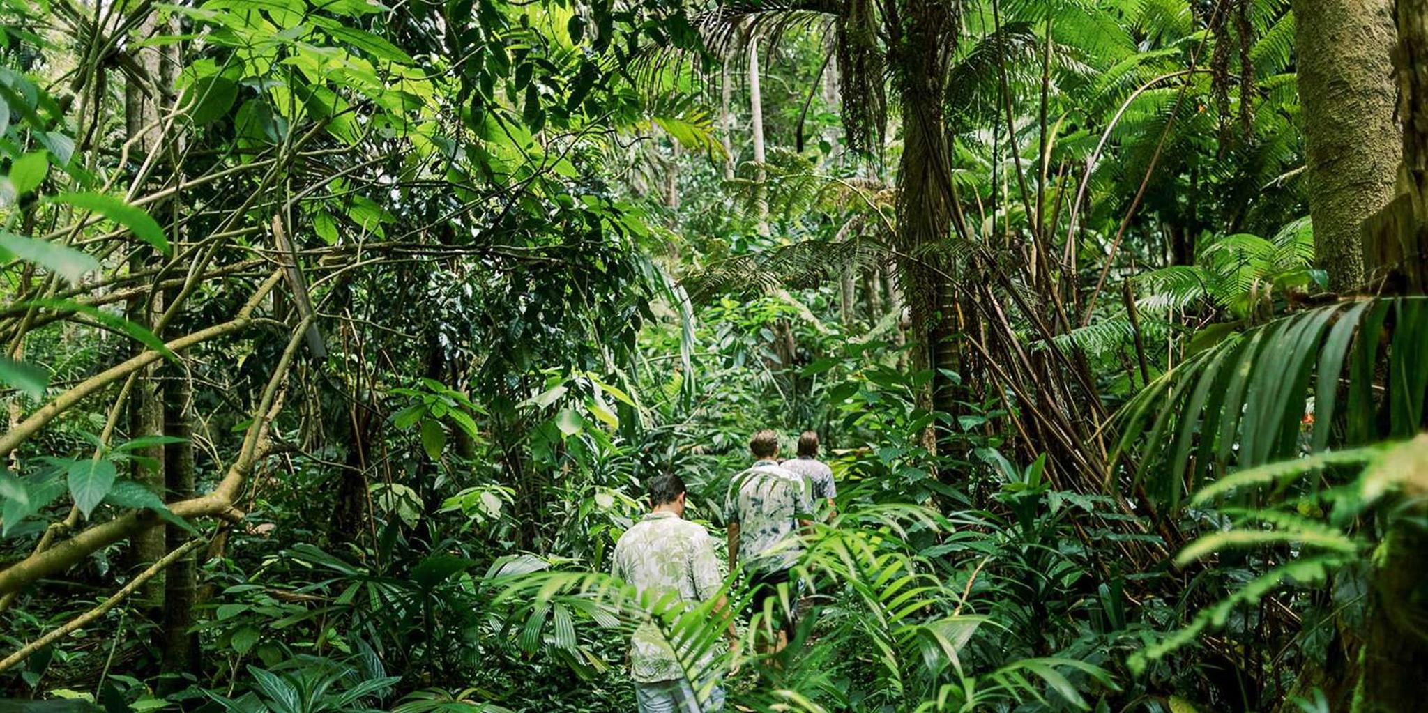 Kona Cloud Forest Sanctuary Montane Jungle Tour 2.5 hr - Image 3