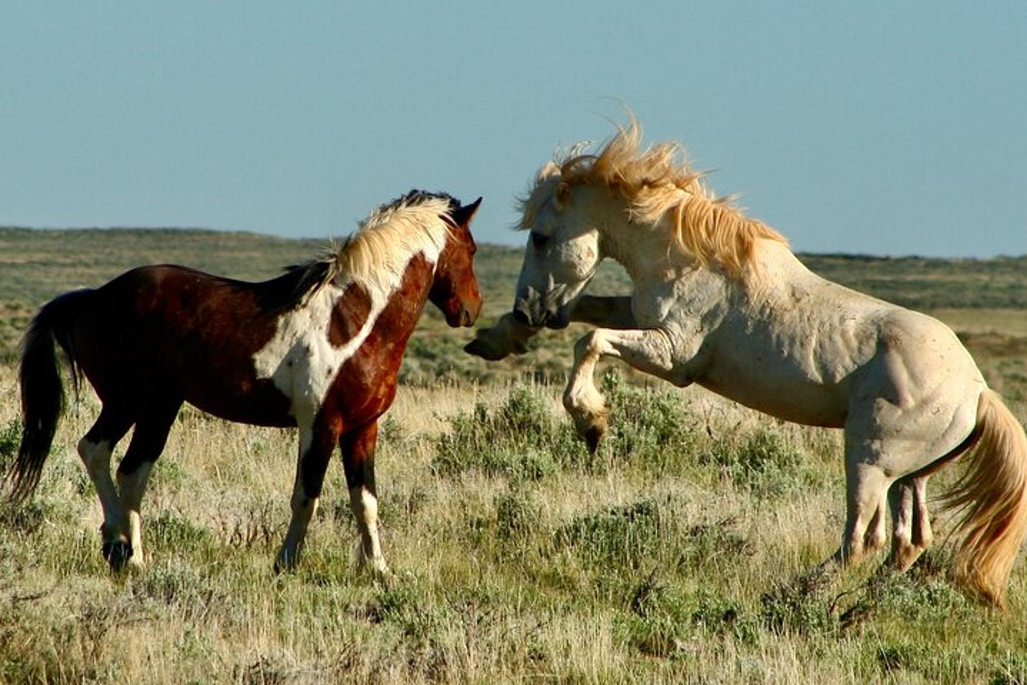 Cody Wild Mustang Bus Tour 3 hr - Image 3