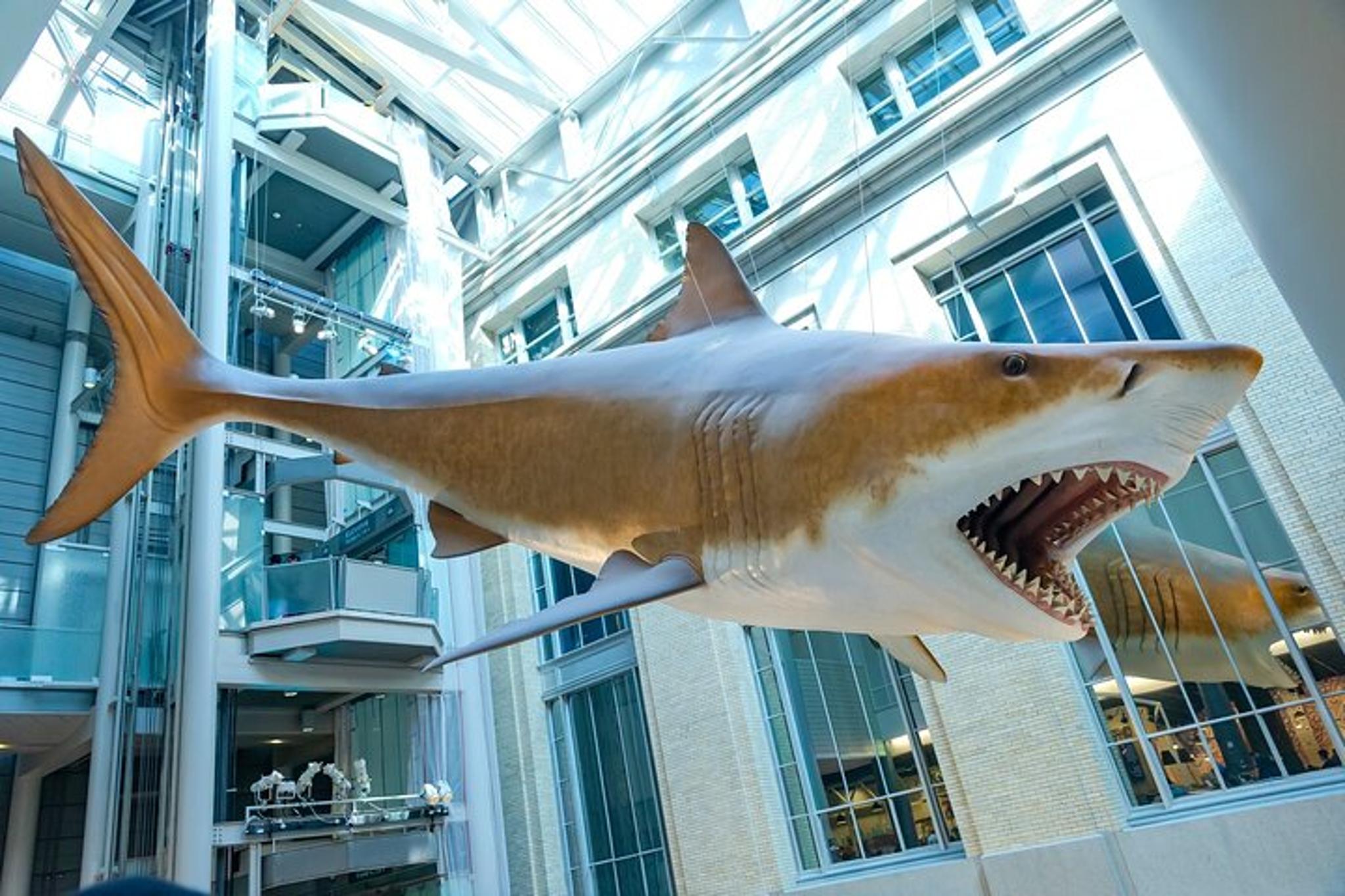 Washington DC Smithsonian Natural History Private Tour - Image 6