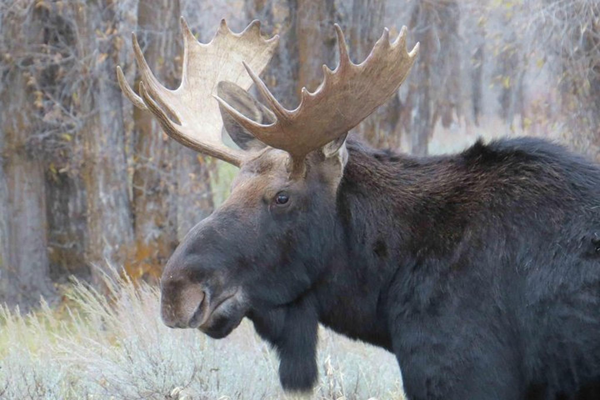 Jackson Hole Grand Teton National Park Guided Tour - Image 3