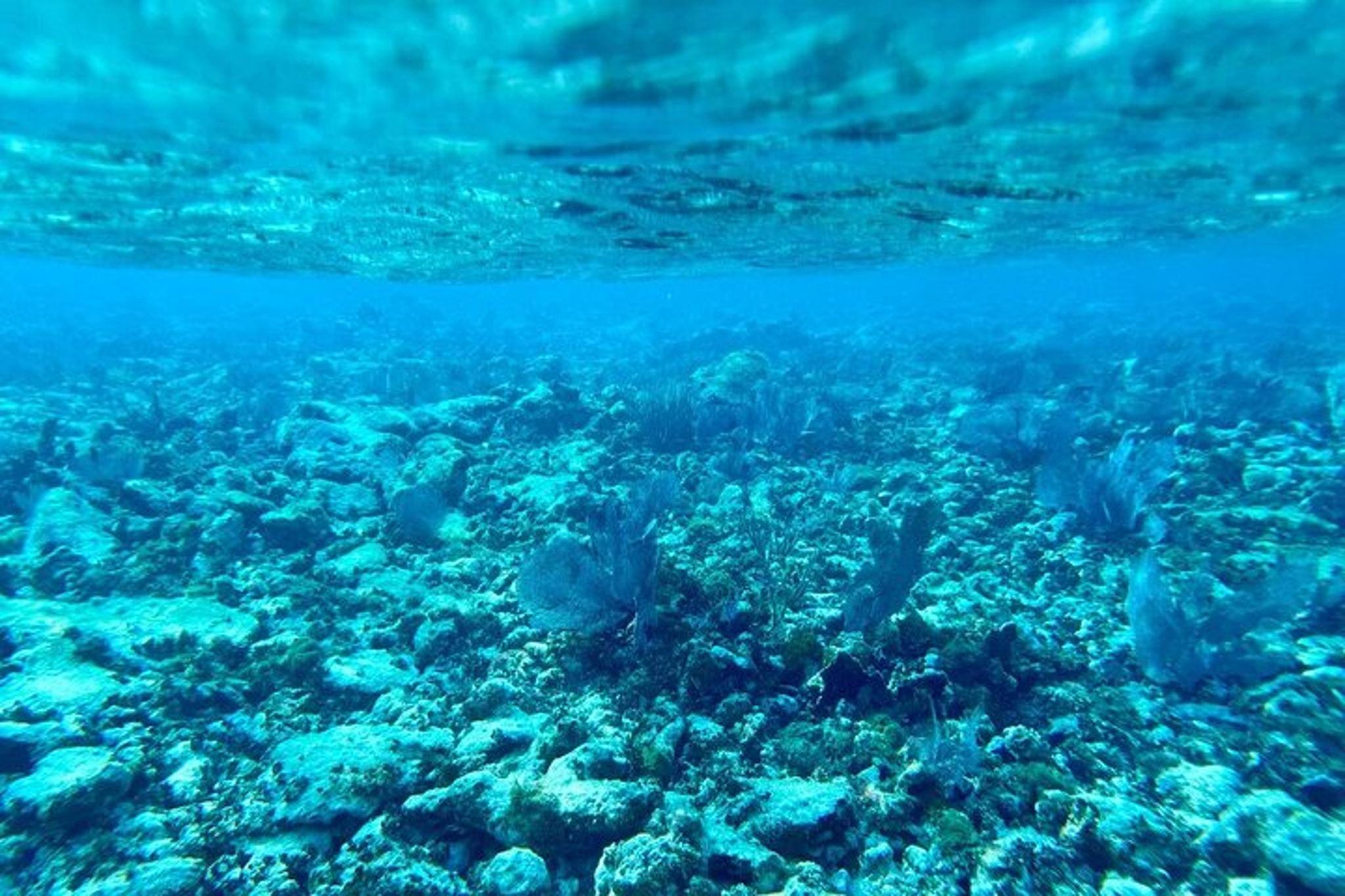 Key Largo Coral Reef Snorkel Trip Half Day - Image 4