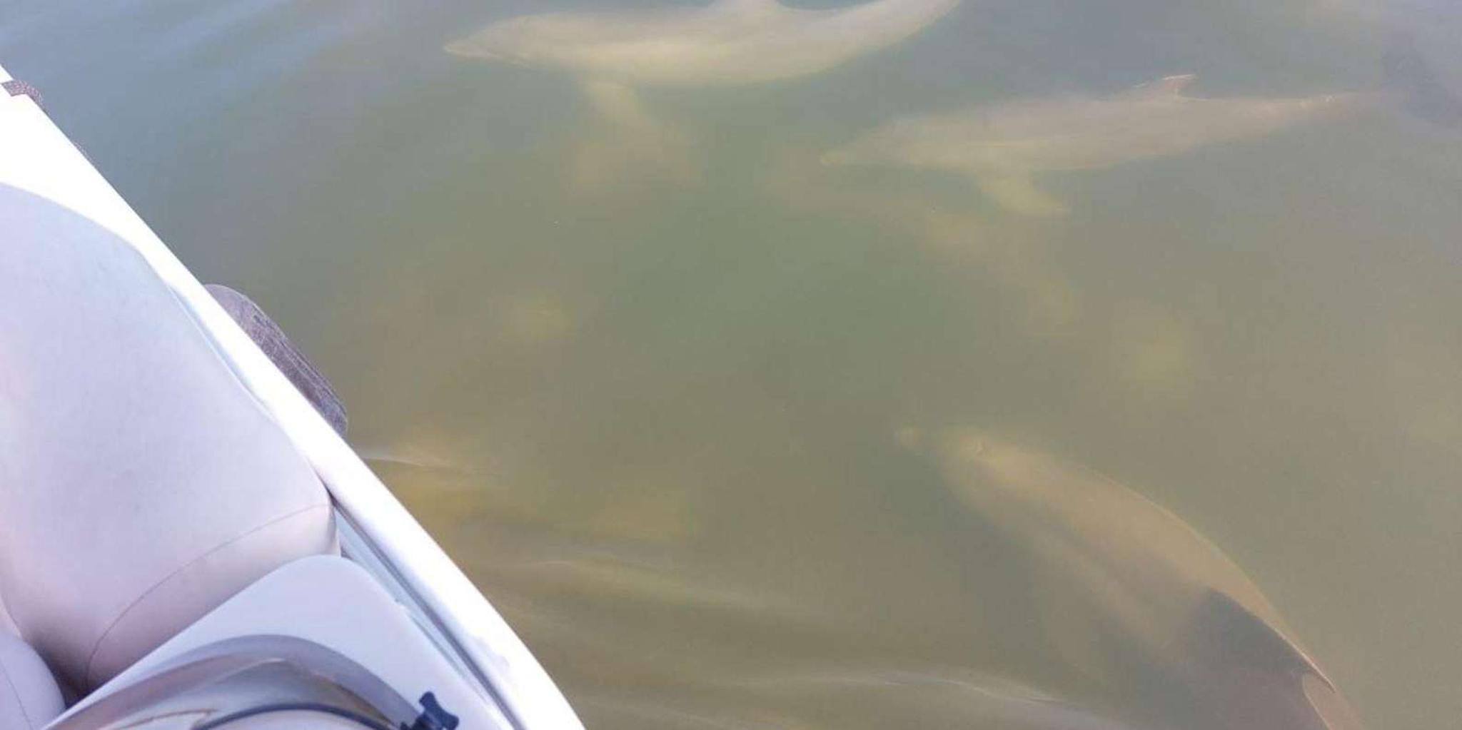 Cocoa Beach Dolphin and Manatee Eco Boat Tour - Image 5