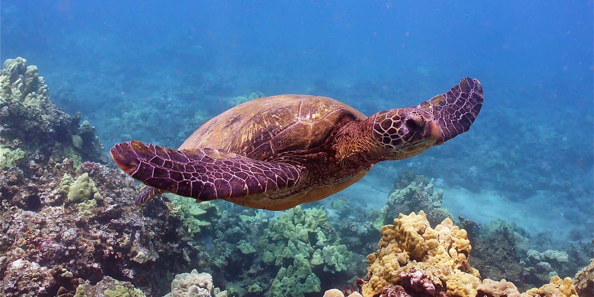 Maui Snorkeling Tour to Turtle Town Aboard Quicksilver - Image 5