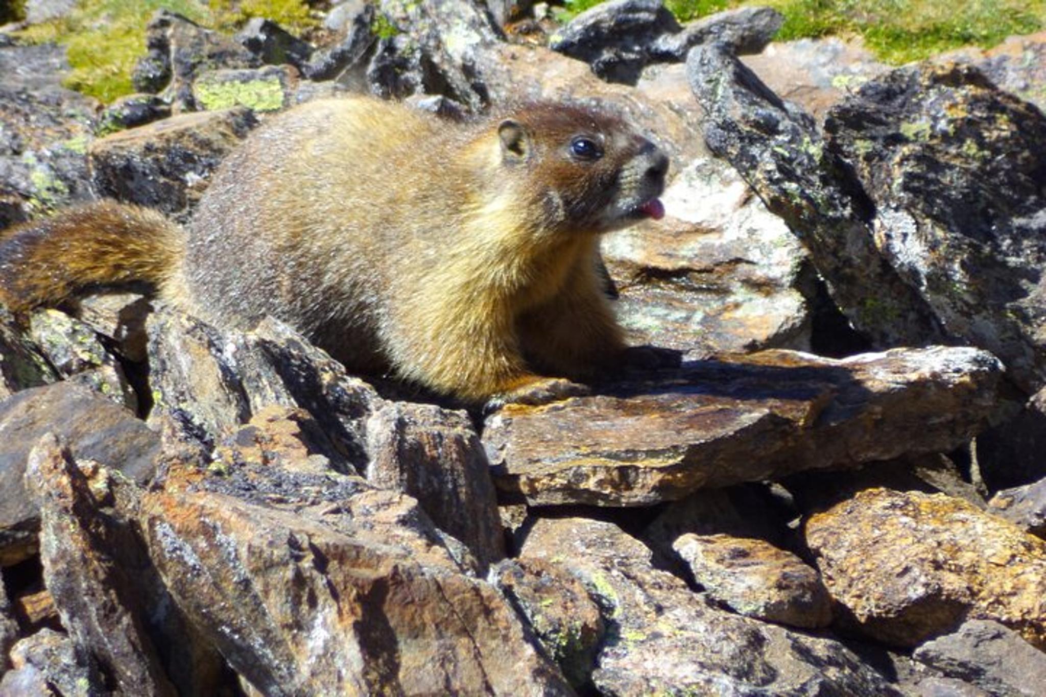 Estes Park Rocky Mountain National Park Private Tour 5 hr - Image 4