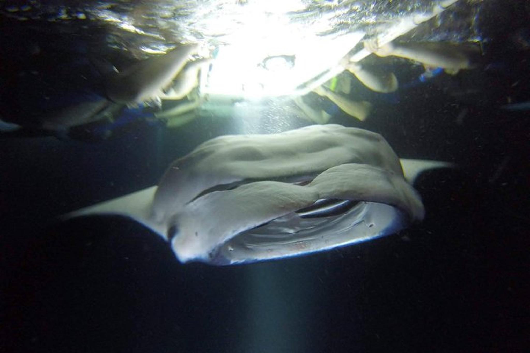 Kona Manta Ray Snorkel Tour