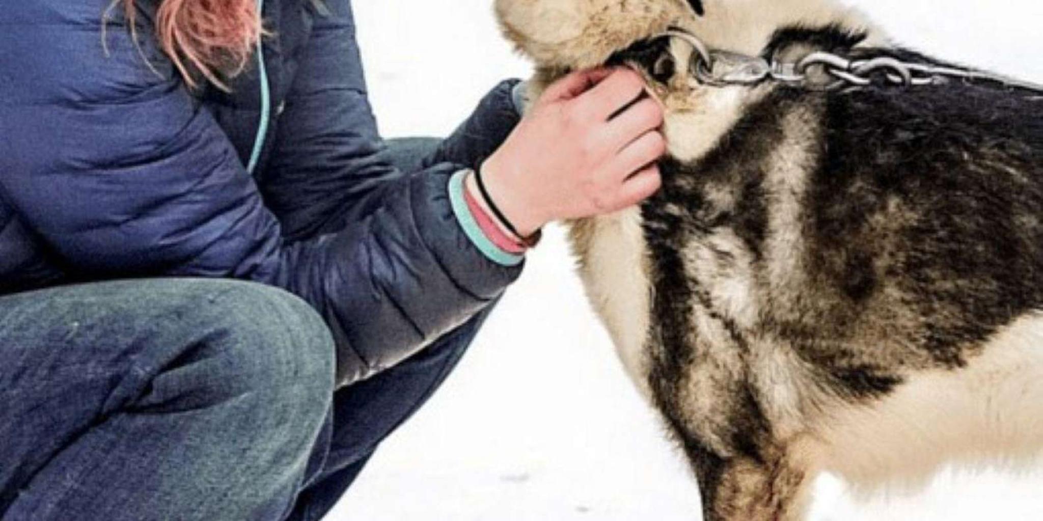 Knik Dog Sledding Tour - Image 4