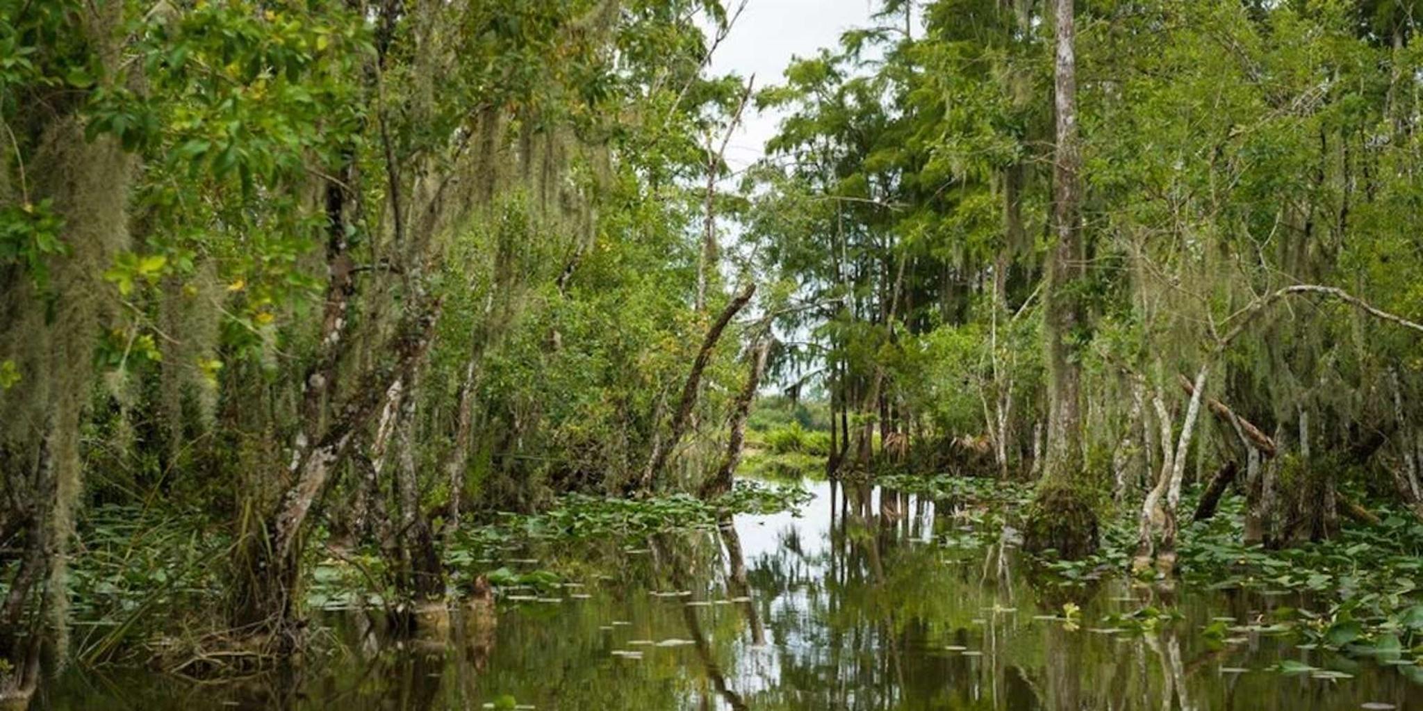 Naples Everglades Airboat Tour and Wildlife Sanctuary - Image 5