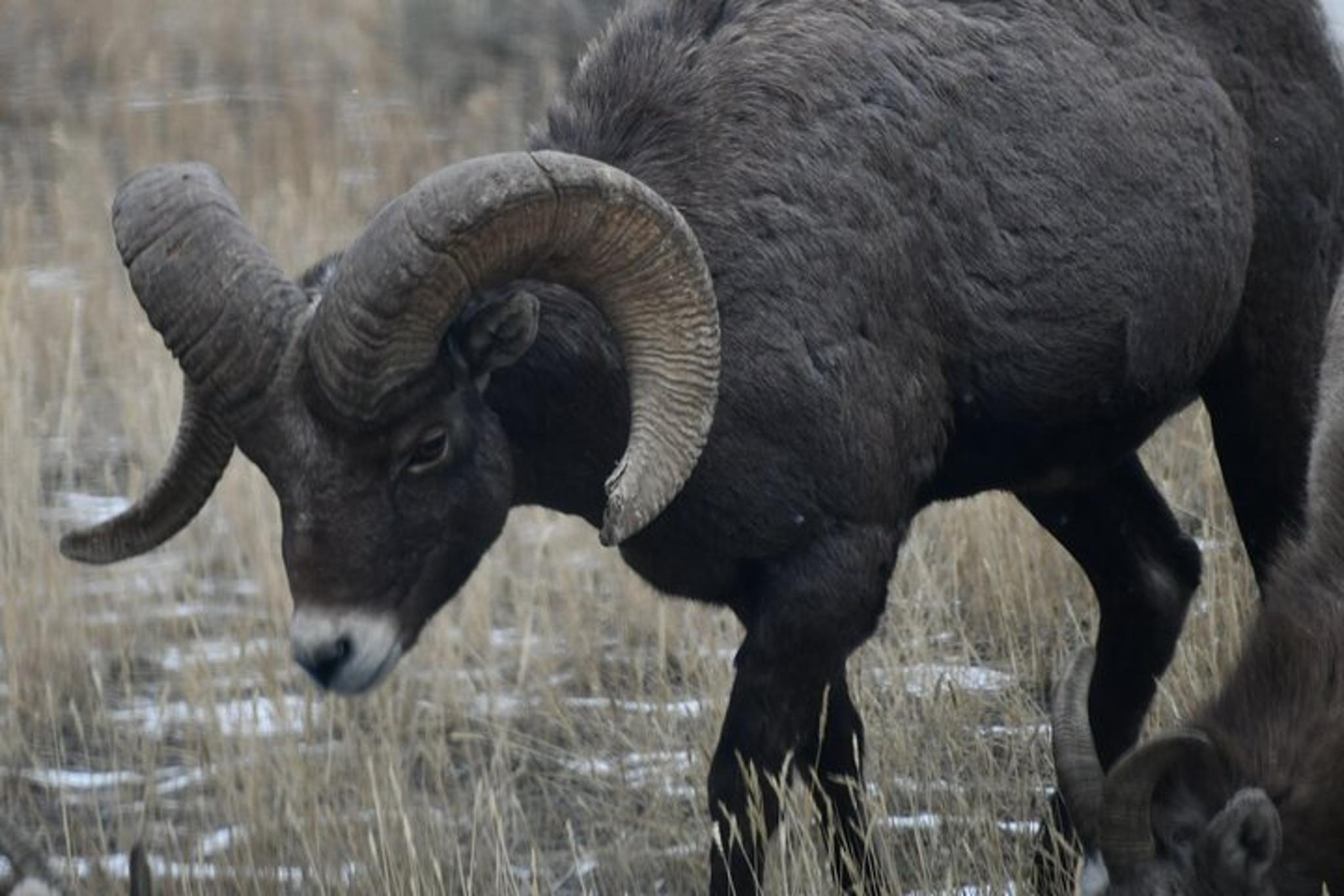 Big Sky Yellowstone Park Private Day Trip - Image 4