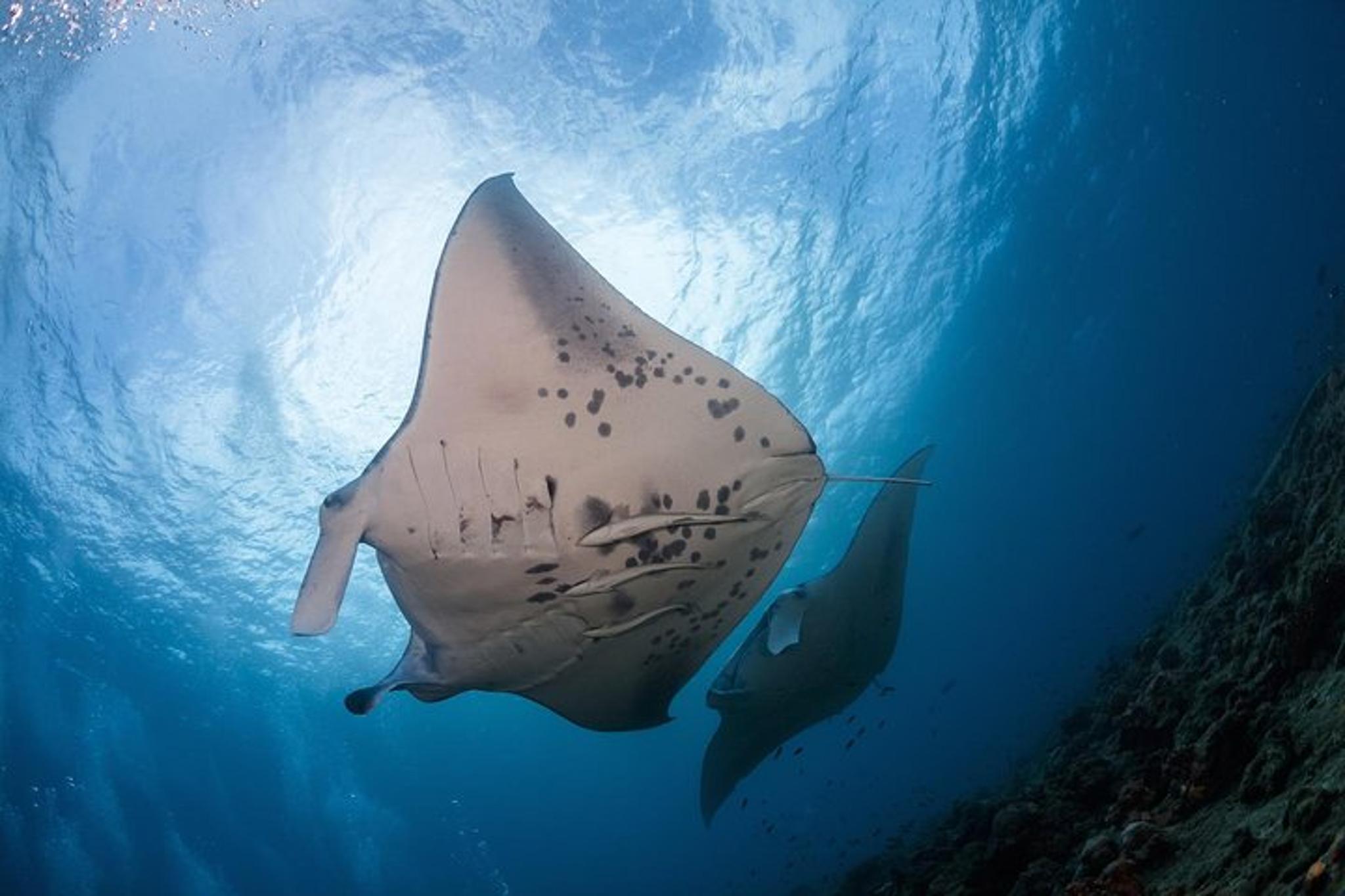 Kailua-Kona Snorkel with Manta Rays 2 hr - Image 6