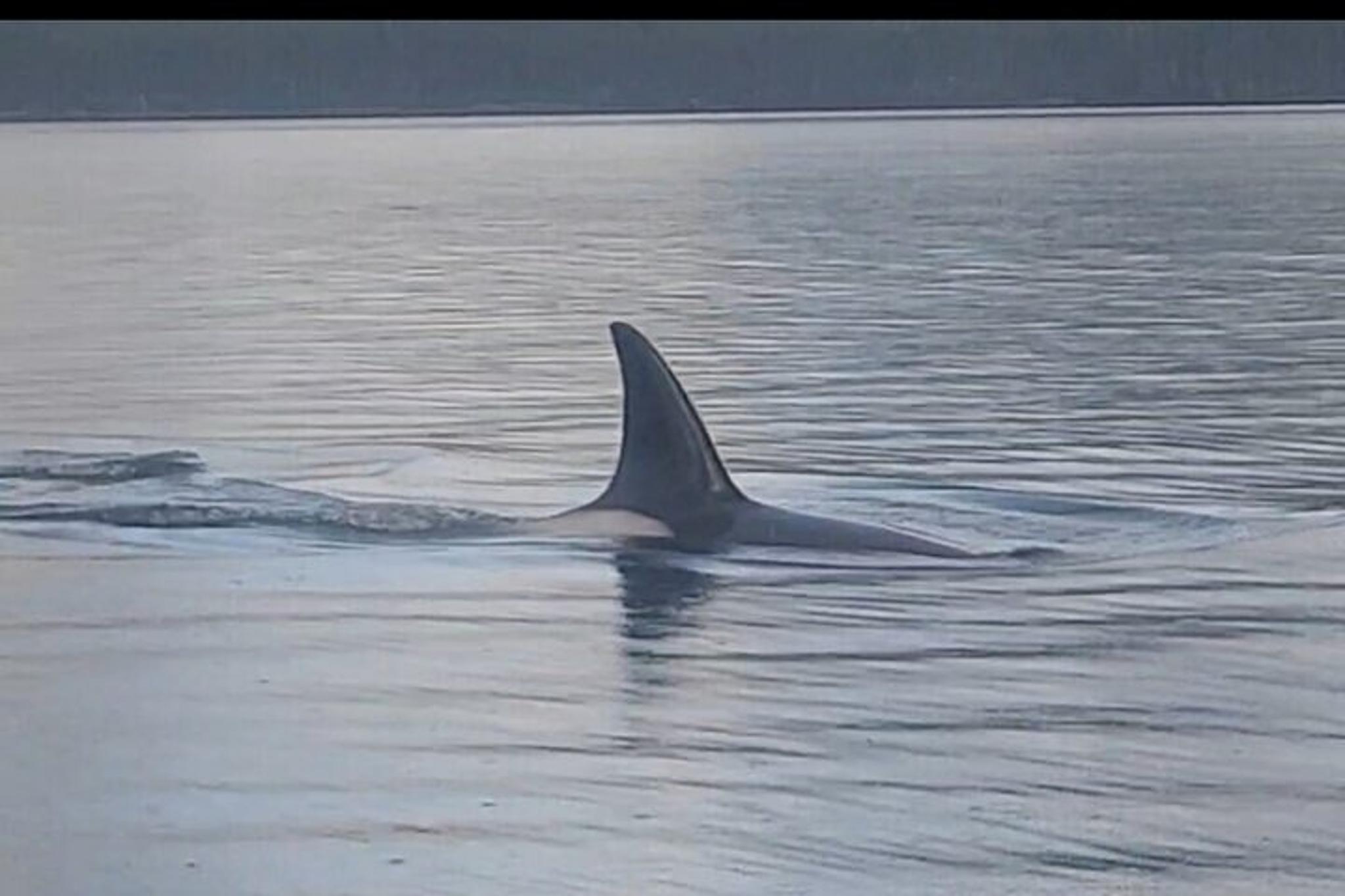 Whale and Wildlife Viewing Tour - Image 4