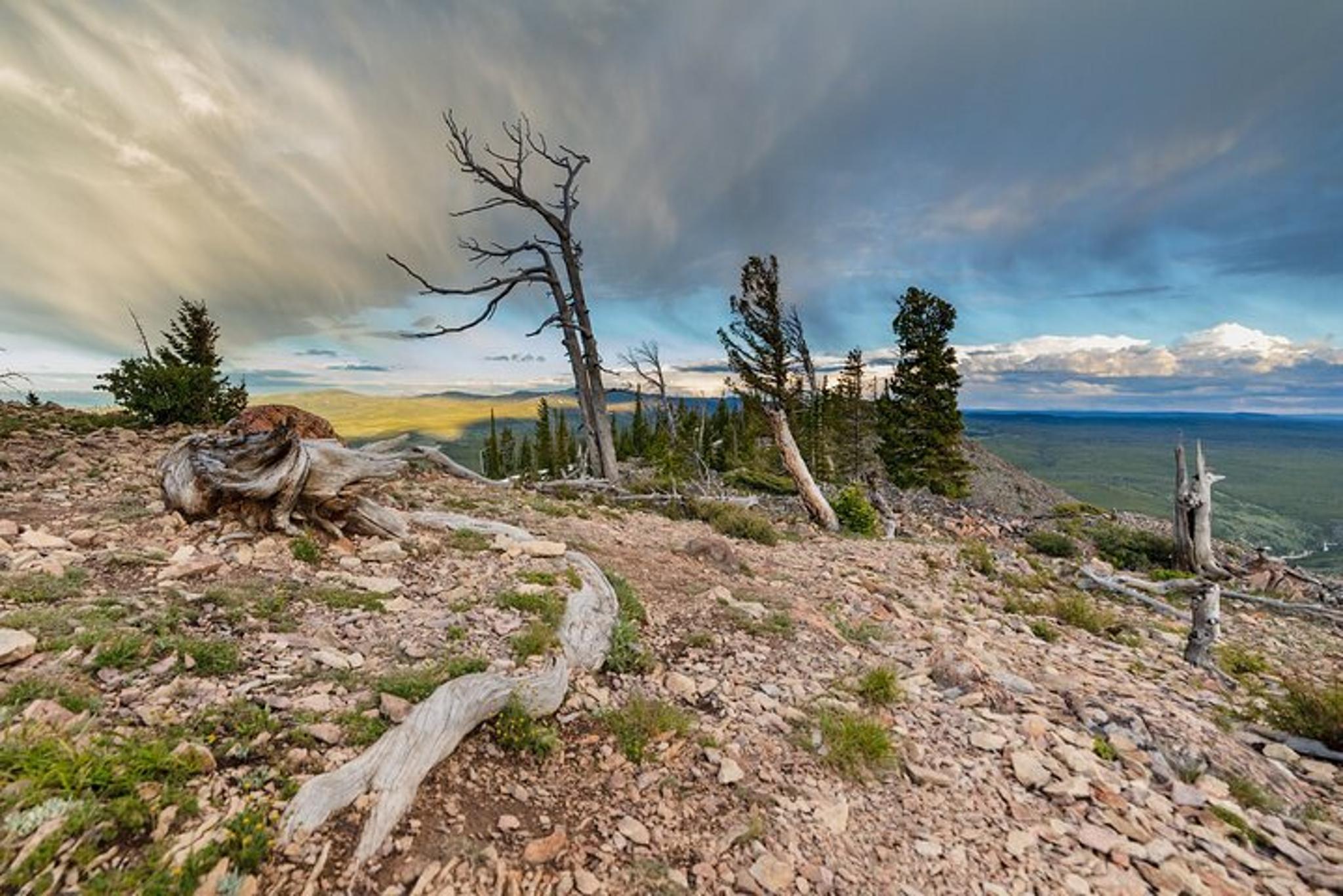 Yellowstone Bunsen Peak Loop Naturalist Hike - Image 5