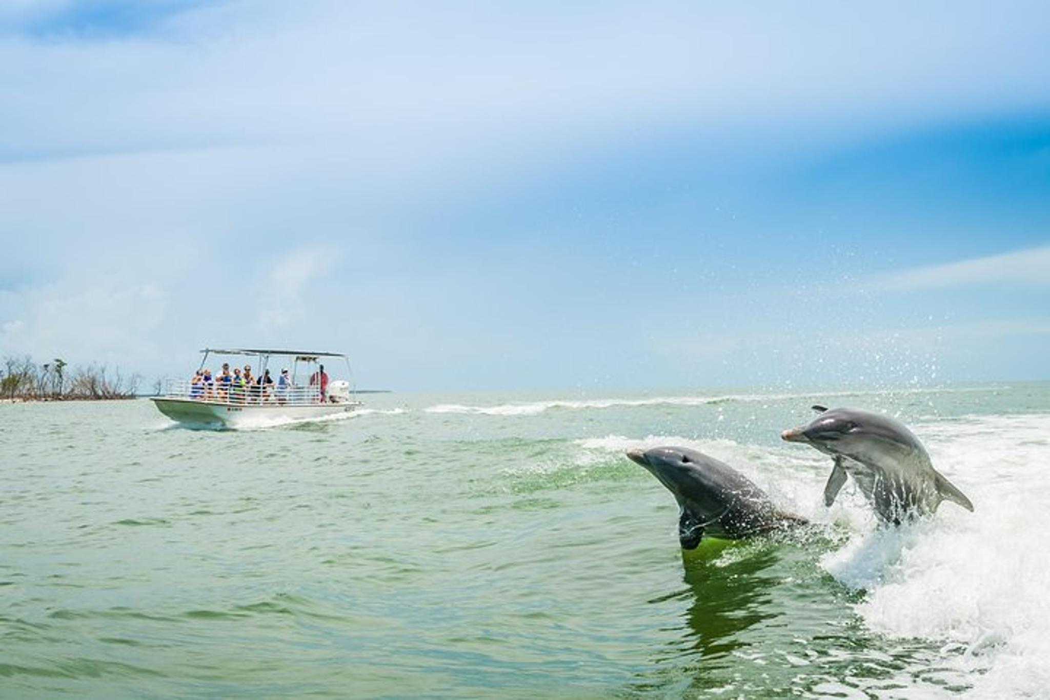 Marco Island Dolphin Sightseeing Tour 2 hr - Image 2