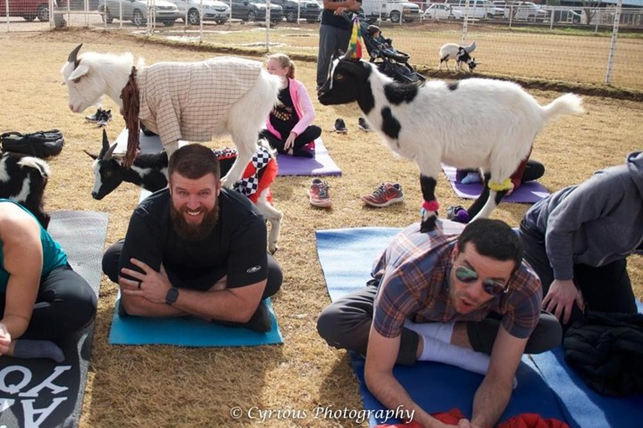 Arizona Goat and Alpaca Yoga - Image 3