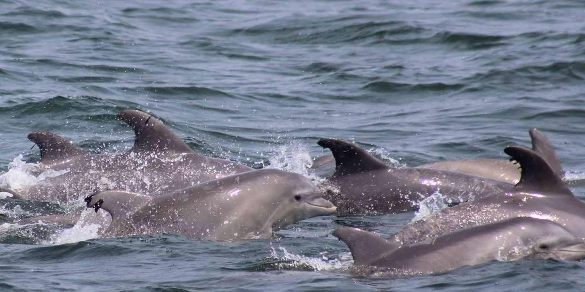 Atlantic City Dolphin Watching Ocean Cruise