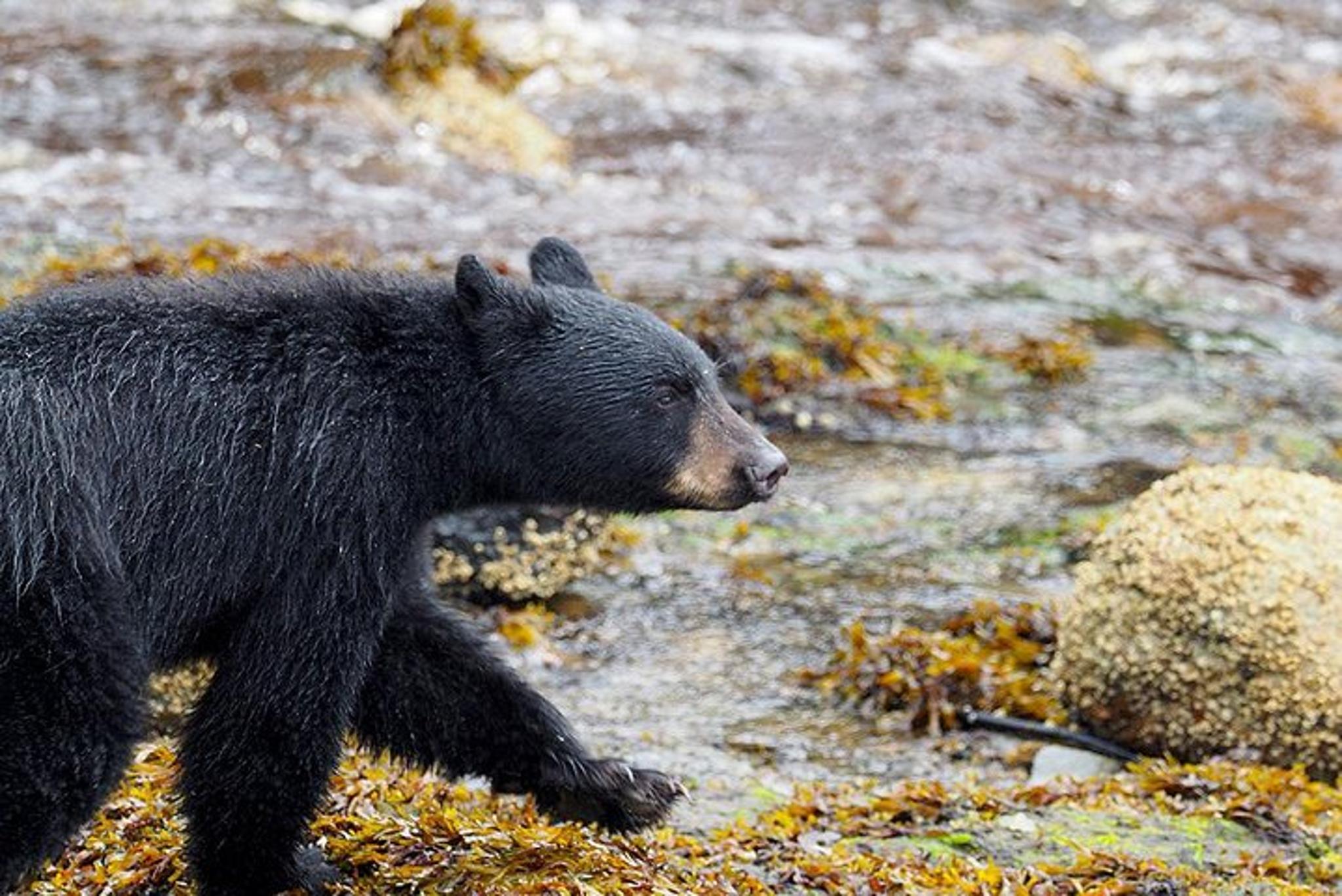 Ketchikan Bear Viewing Floatplane Tour - Image 6