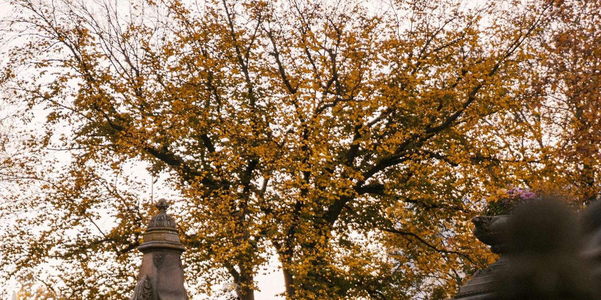 New York Central Park Walking Tour - Image 6