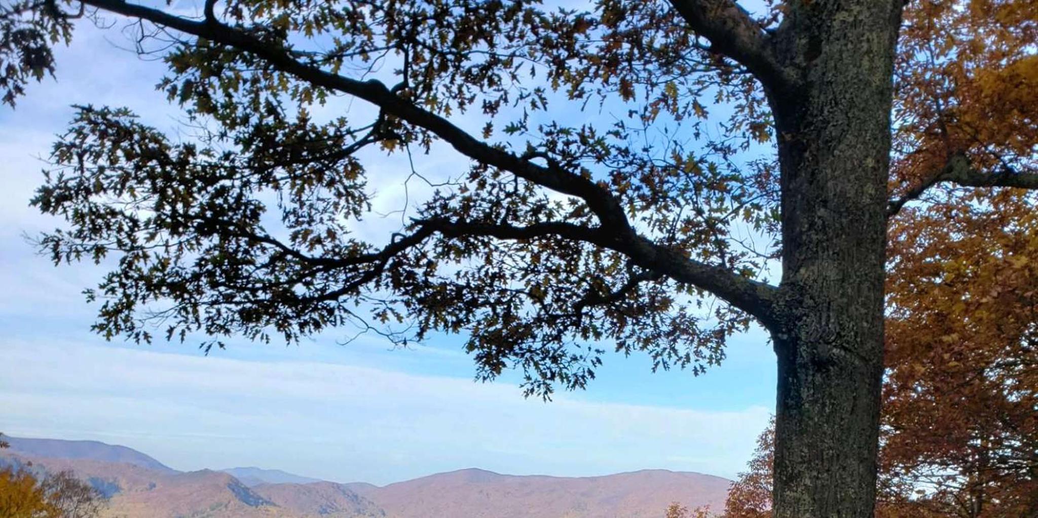 Pigeon Forge Smokies Adventure Loop Guided Tour 2.5 hr - Image 5