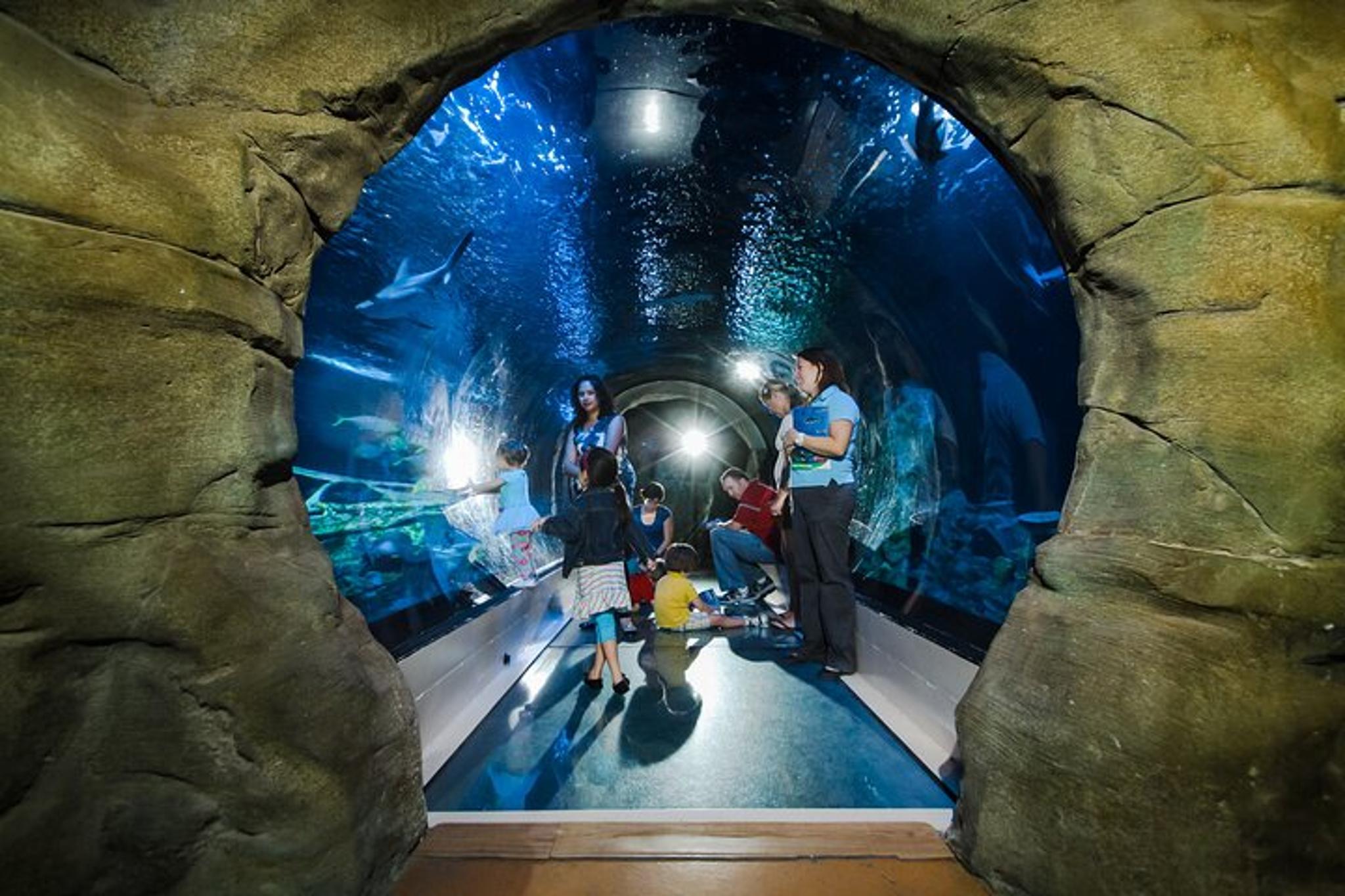 Phoenix SEA LIFE Aquarium Admission - Image 3