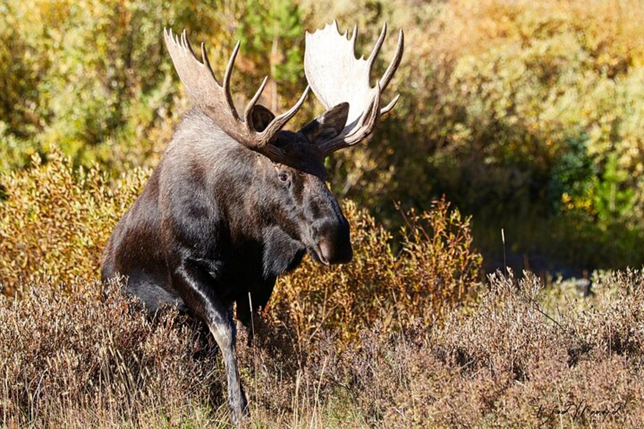 Estes Park Rocky Mountain National Park Tour - Image 5
