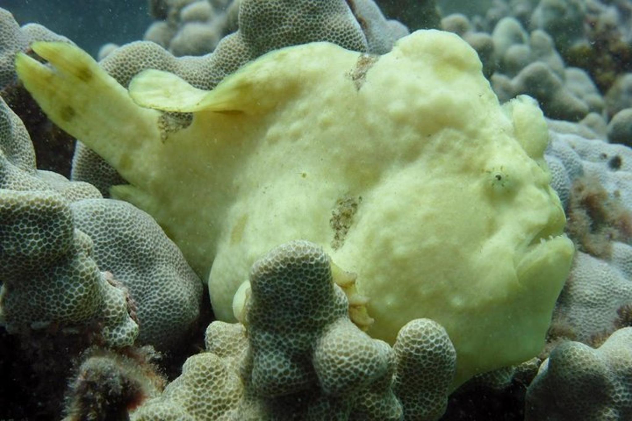 Makena Wailea Underwater Scooter Dive - Image 5