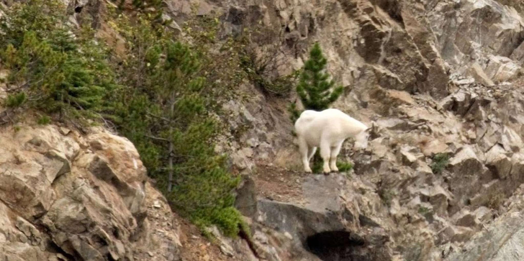 Skagway Yukon Adventure with Suspension Bridge and Puppies - Image 4