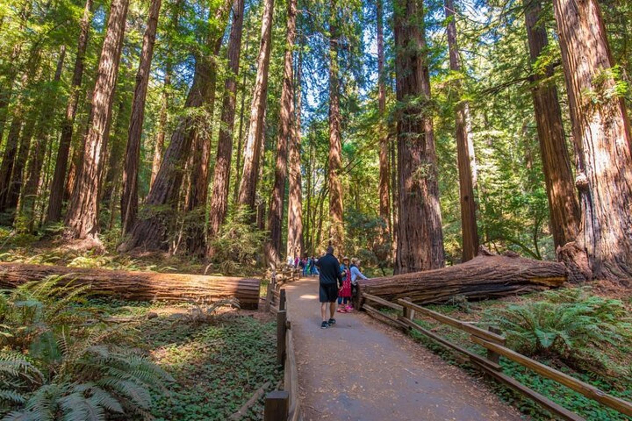 San Francisco Alcatraz Tour with Muir Woods & Sausalito