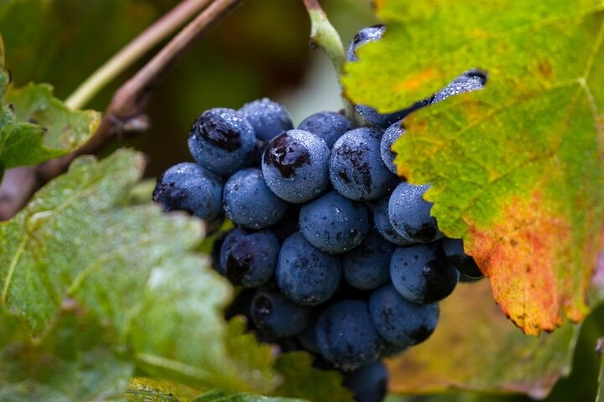 San Francisco Napa Valley Wine Tour - Image 4