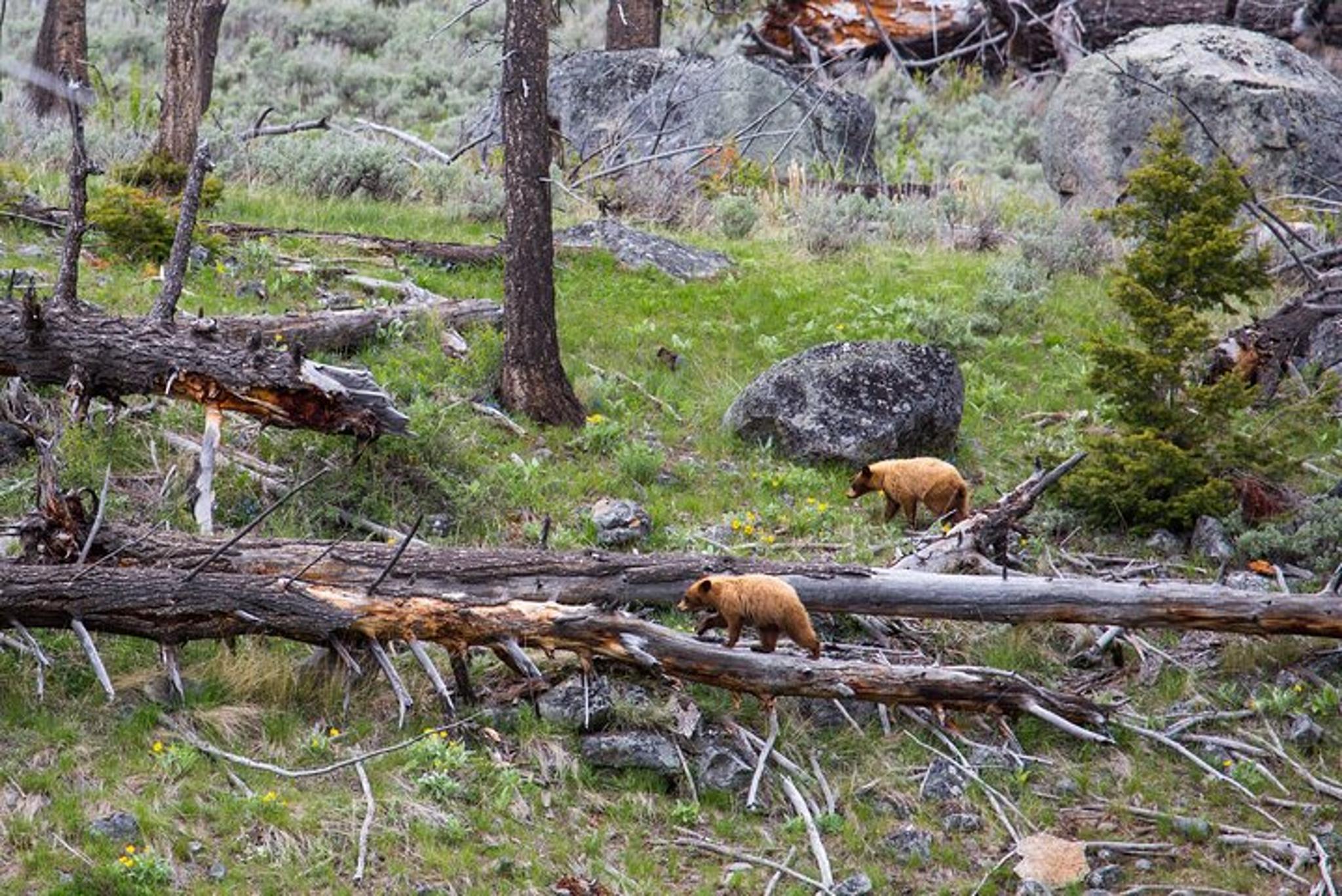 Yellowstone Slough Creek Naturalist Hike - Image 3