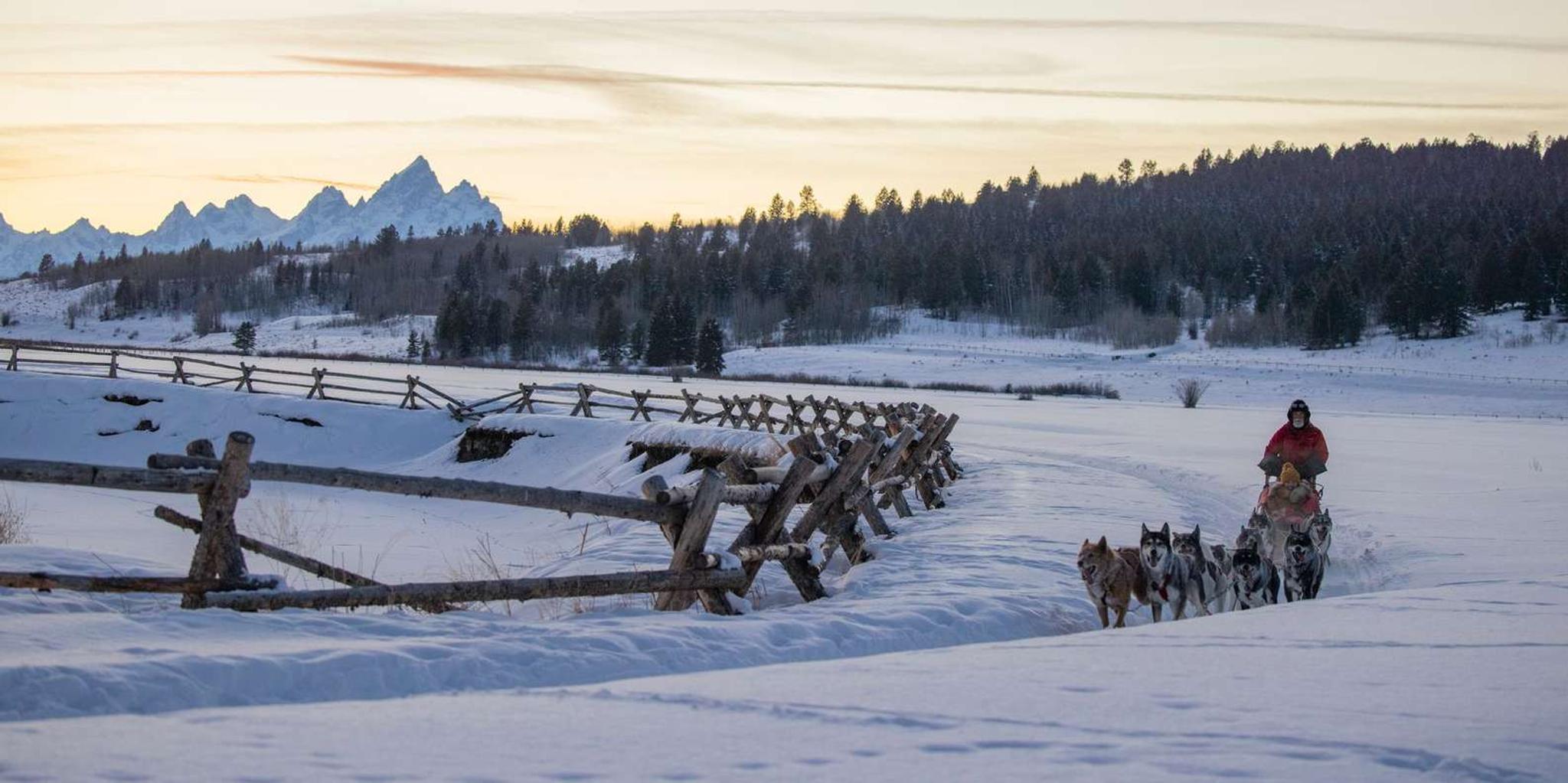 Jackson Hole Dog Sledding Tour with Hot Chocolate - Image 5