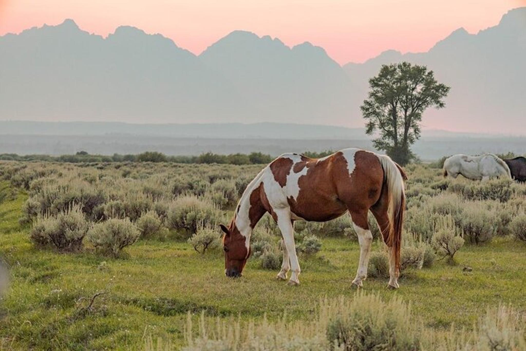 Grand Teton Private Sunset Tour - Image 6