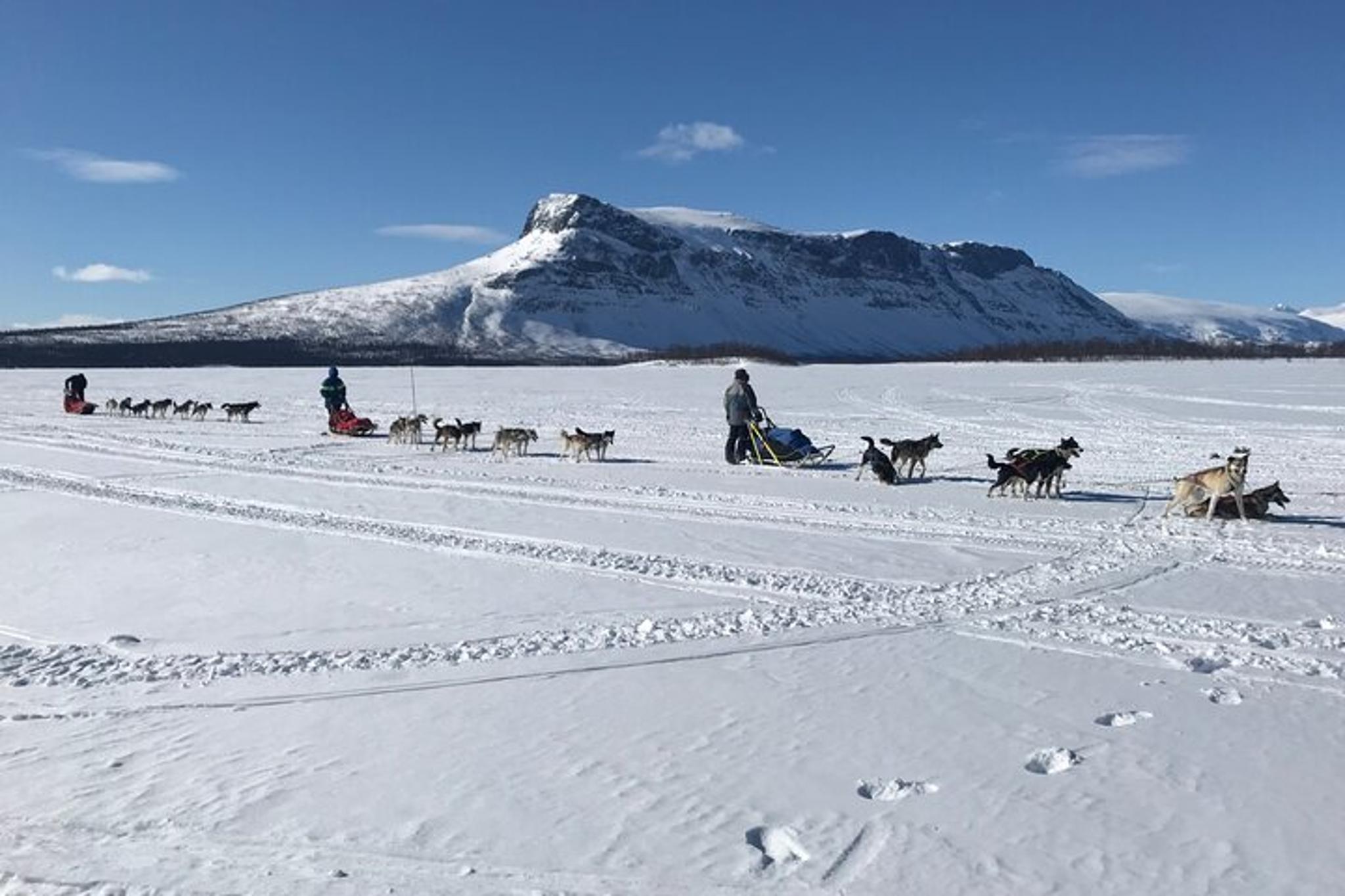 Fairbanks Dogsledding Adventure - Image 2