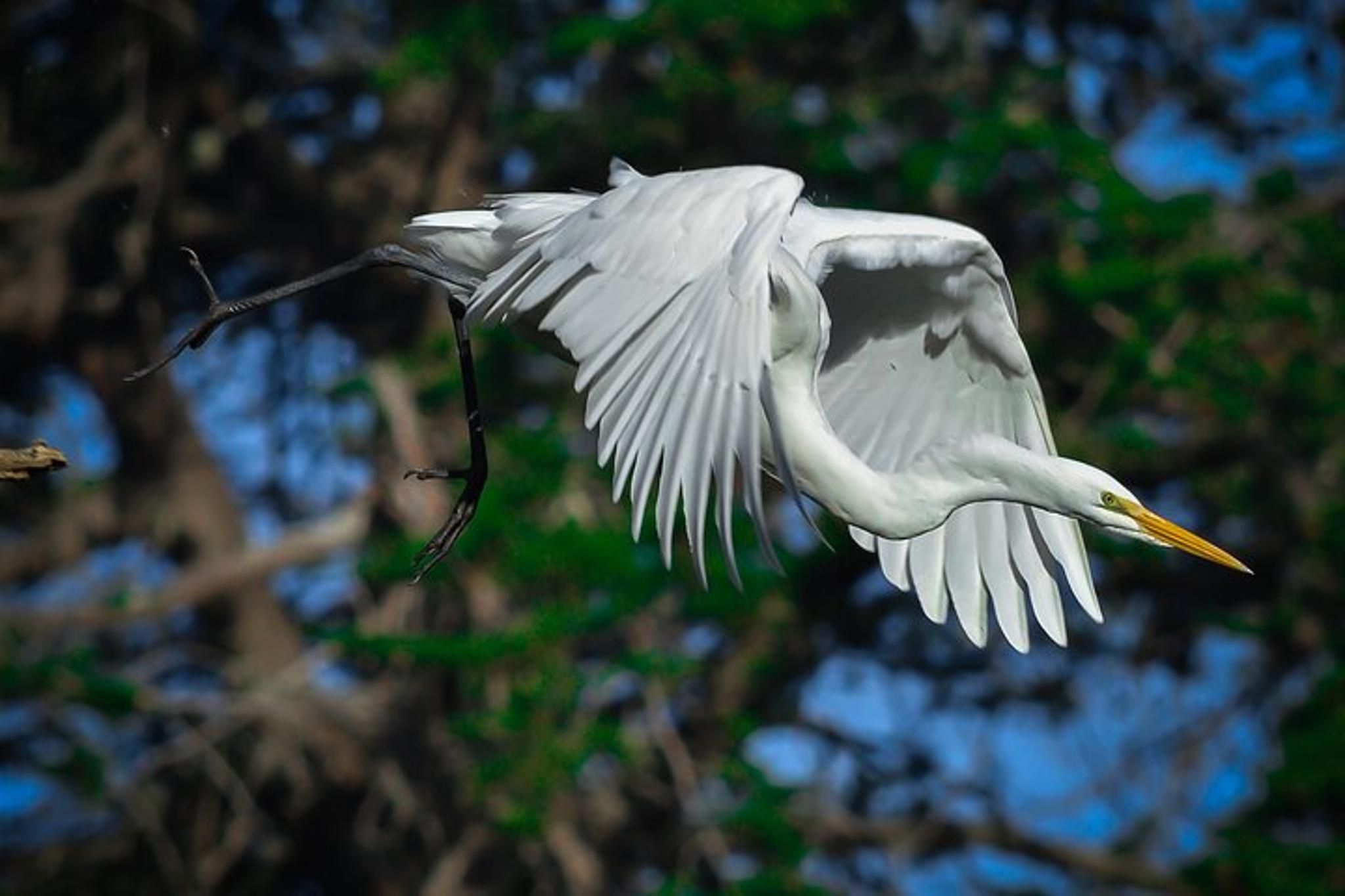 San Francisco Wildlife Walking Tour 90 Min - Image 4