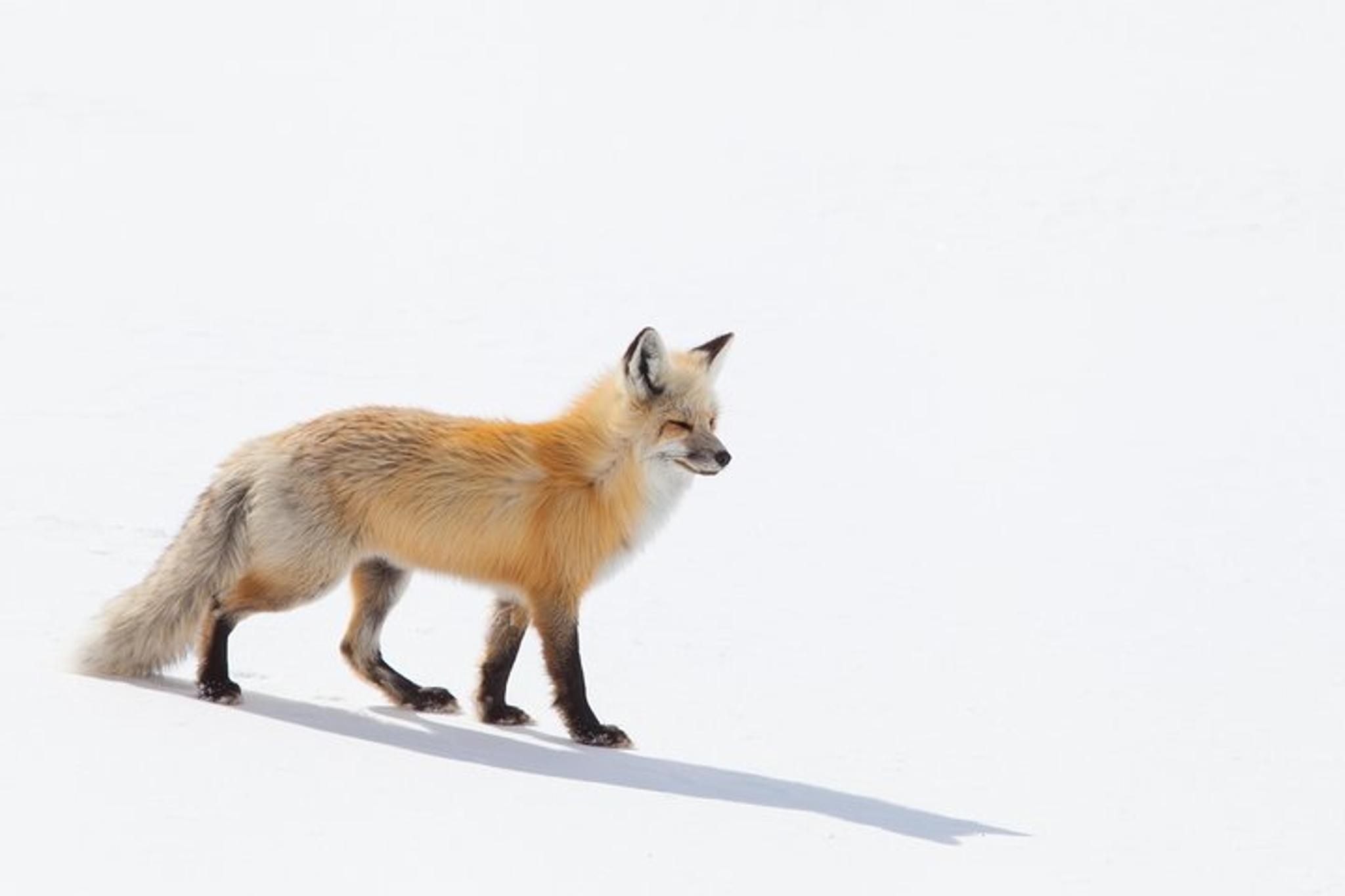 Jackson Hole Wildlife Safari Tour - Image 6