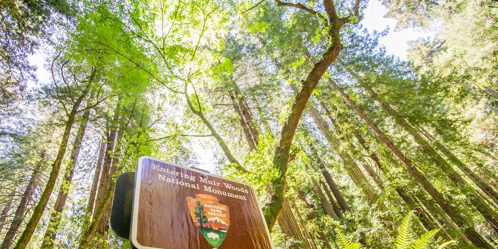 San Francisco Muir Woods and Sausalito Tour - Image 2