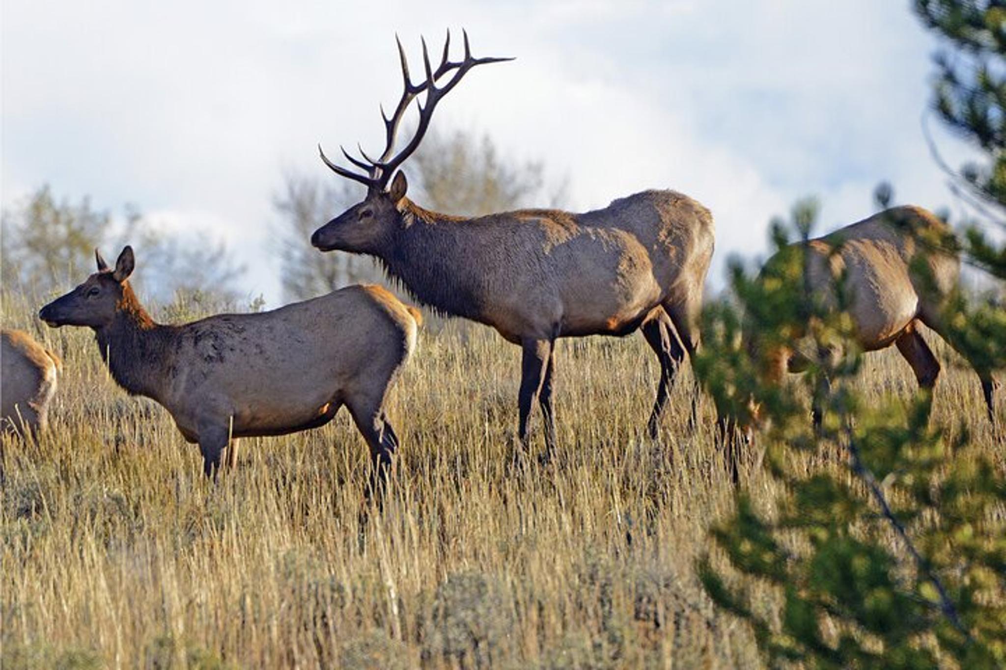 Grand Teton National Park Dinner Experience - Image 5